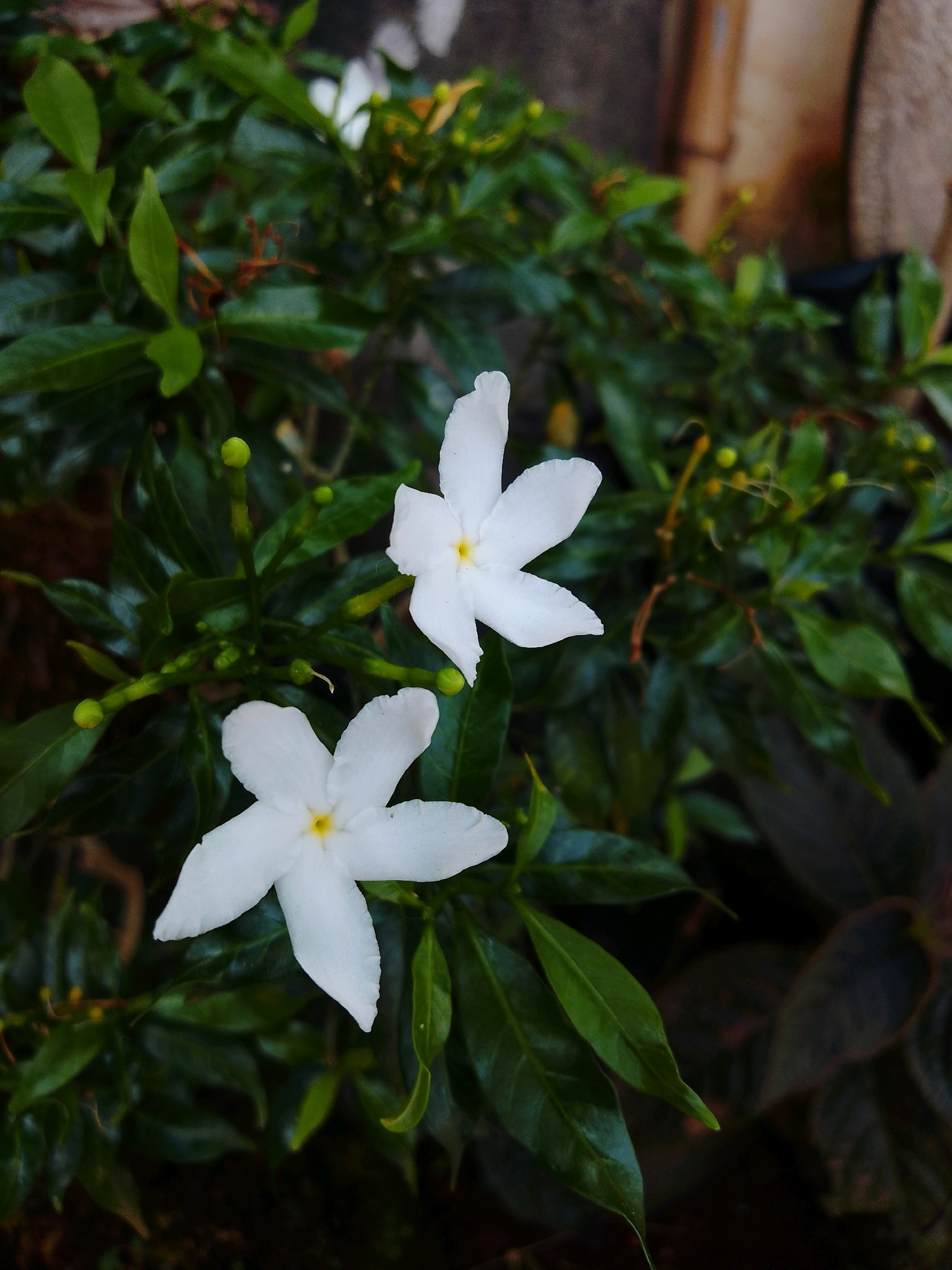 The image shows two white flowers with five petals each, centered on a dark green leafy background. One flower is in the upper half of the frame, slightly to the left of center, and the other is in the lower half, slightly to the right of center. There are also several green flower buds visible on the stems. The lighting suggests an outdoor setting, likely in the morning or late afternoon, with soft, diffused light. The background is mostly out of focus, with hints of a wooden texture in the upper right corner. The overall impression is one of natural beauty and tranquility. The image was taken in Cikal, Indonesia.