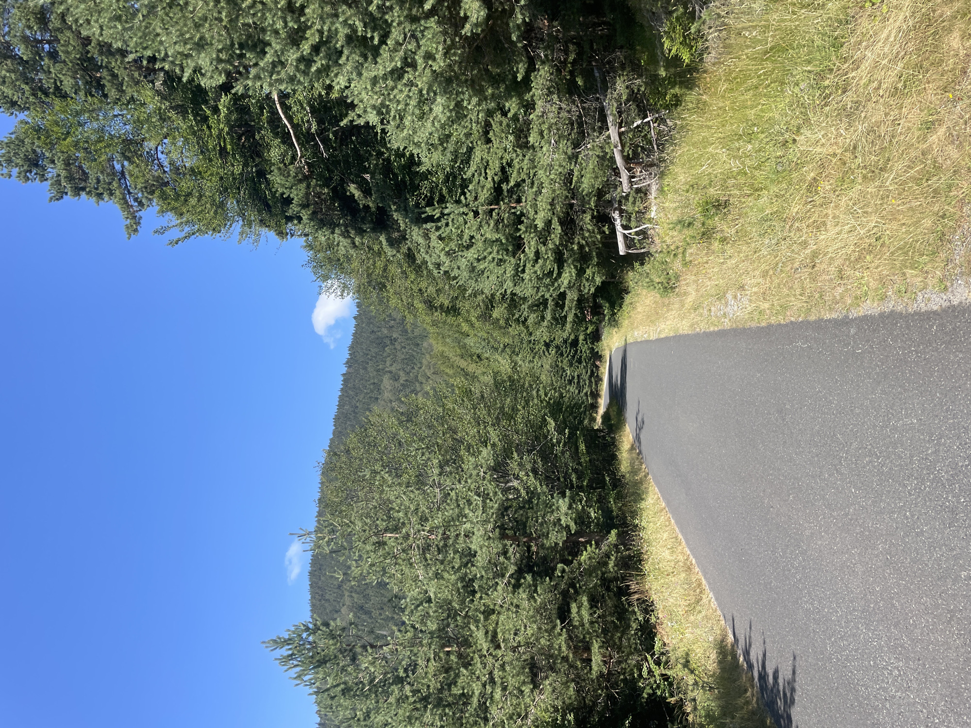 The image shows a paved road winding through a dense forest. The road is dark gray asphalt and appears to be in good condition. On either side of the road, tall coniferous trees dominate the landscape, with patches of dry grass and some scattered brush. The forest extends up a gently sloping hill in the background, also covered with trees. The sky is a clear, vibrant blue with a few small, wispy clouds. There are no people or animals visible in the image, and no man-made structures other than the road itself are present in the immediate vicinity. The overall impression is a peaceful, natural setting, likely in a rural or mountainous area. The location is described as the city of Bosilkovo, Bulgaria, suggesting a European setting.
