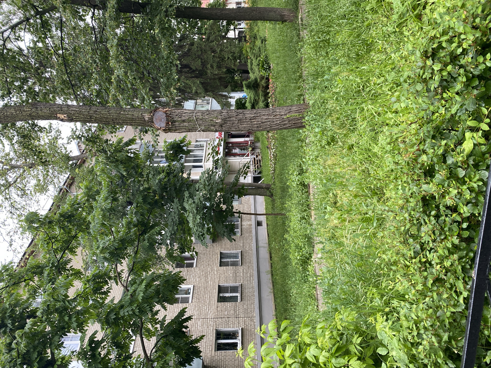 The image depicts a residential building with a brick facade, featuring multiple windows with white frames and some with metal grates. Trees with lush green foliage are situated in front of and around the building. One prominent tree in the foreground has a thick trunk with a visible cut and is tied with a rope. Adjacent to the building, there is a lawn with tall green grass and some low-lying bushes. The scene appears to be outdoors in a suburban or semi-urban setting. The lighting suggests it is daytime, possibly overcast due to the diffused light. The overall impression is one of a residential area with mature trees and a somewhat overgrown landscape. There is no discernible activity or event taking place; it seems to be a still, naturalistic scene. The location is identified as Novaya Usman', Russia, which provides a geographical context.