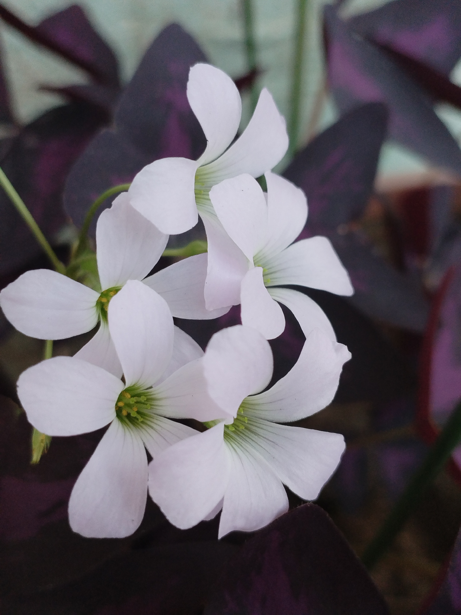 A close-up, vertical, eye-level shot features a cluster of white flowers with delicate green centers against a backdrop of deep purple leaves. The flowers are in various stages of bloom, with some petals unfurled and others still slightly curled. The leaves are heart-shaped and have a velvety texture, with dark purple hues that are almost black in shadow. The lighting is soft, highlighting the subtle veins and curves of the petals and leaves. The background is softly blurred, with hints of a muted teal-colored wall. The image does not contain any discernible elements that would allow for specific location attribution within Kyzyl-Kyya, Kyrgyzstan.