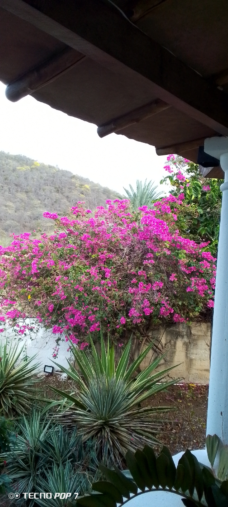 The image captures a vibrant bougainvillea bush in full bloom, adorned with bright fuchsia flowers. It is situated in a garden setting, likely outdoors, with a lush green hill in the background, possibly in the vicinity of Altagracia, Venezuela. The foreground features a striking agave plant with sharp, pointed leaves. A wooden roof structure overhangs the scene from the top, casting a shadow. Part of a white pillar is visible on the right side of the image. The lower left corner displays a watermark that reads "TECNO POP 7". The overall scene depicts a tropical or semi-tropical environment with abundant vegetation and natural beauty.