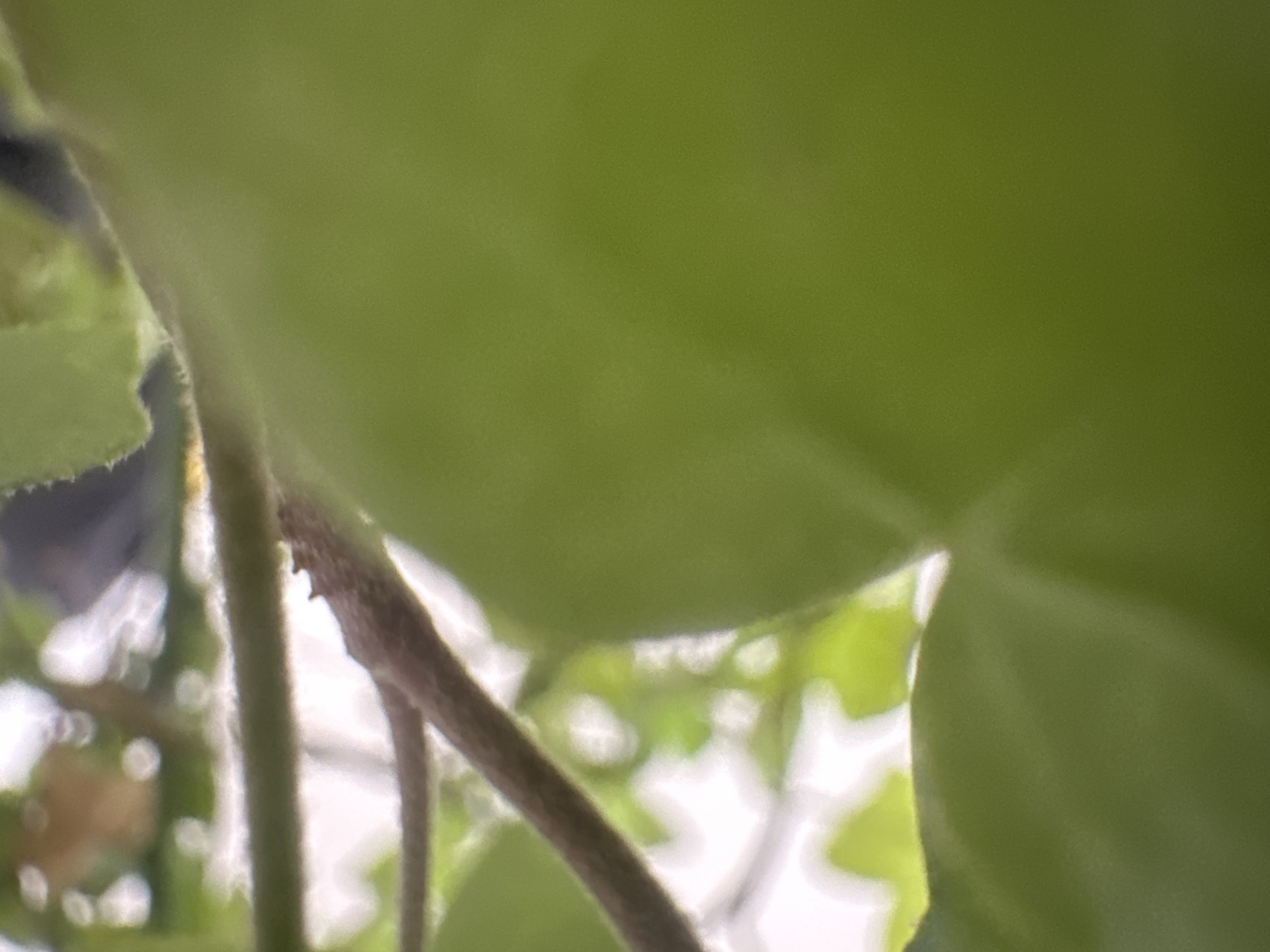 This is a close-up, abstract photograph of green foliage and thin branches against a bright, out-of-focus background. The foreground is dominated by a large, smooth, light green leaf. Behind it, thinner, darker brown branches and a pale green stem are visible, along with hints of other green leaves and bright white light, suggesting an outdoor, possibly garden setting. There are also some circular, bokeh-like highlights in the background. The image is sharply focused on the foreground leaf, with the rest of the scene progressively blurred. No people or discernible city elements are present.