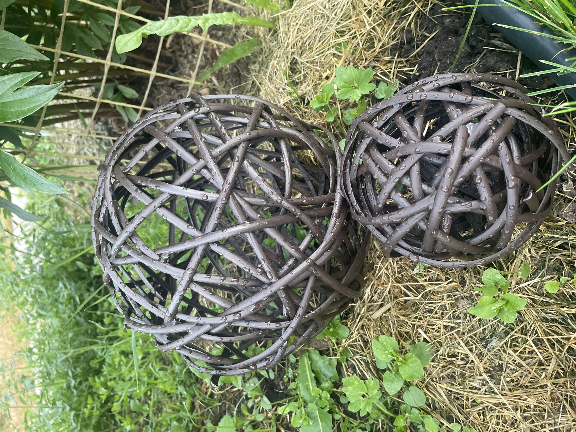 This is a medium shot, eye-level, outdoor photograph of two decorative woven balls on the ground. The larger ball is in the upper left portion of the frame, and the smaller ball is in the lower right. Both balls are brown and appear to be made of a woven plastic or resin material. The surfaces of the balls are covered in small water droplets, suggesting recent rain.
The balls are situated on a bed of dry straw or mulch, with patches of dark soil visible underneath. Small green plants are growing around the mulch. In the background, to the left, is lush green grass and foliage. To the right, behind the larger ball, are the thick, dark stems of a plant and a yellow mesh fence. The lighting suggests it is daytime, possibly overcast due to the even illumination and lack of strong shadows.
There are no people, animals, or any indication of the city of Aropakkuzi, Russia.