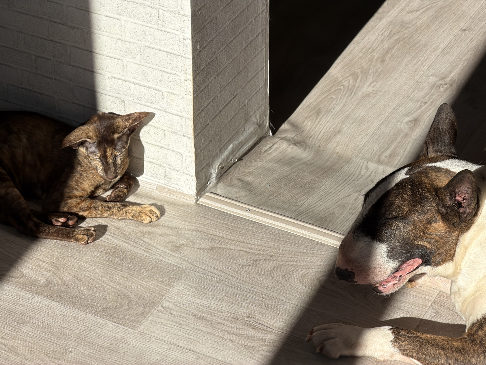 A brindle-colored cat and a bull terrier are lying on a light-colored wooden floor in a sunlit room, likely an apartment in Chaikovsky, Russia. The cat is in the left foreground, partially in shadow, with its eyes closed and ears alert. The bull terrier is in the right foreground, also with eyes closed and its tongue slightly out, appearing to be asleep. A diagonal shaft of sunlight crosses the floor from the upper right, illuminating parts of the scene. The background features a white brick wall on the left and a doorway or entrance to another room on the right, with a metallic trim separating the floor and wall. The overall scene depicts a moment of rest and quiet in a domestic setting.