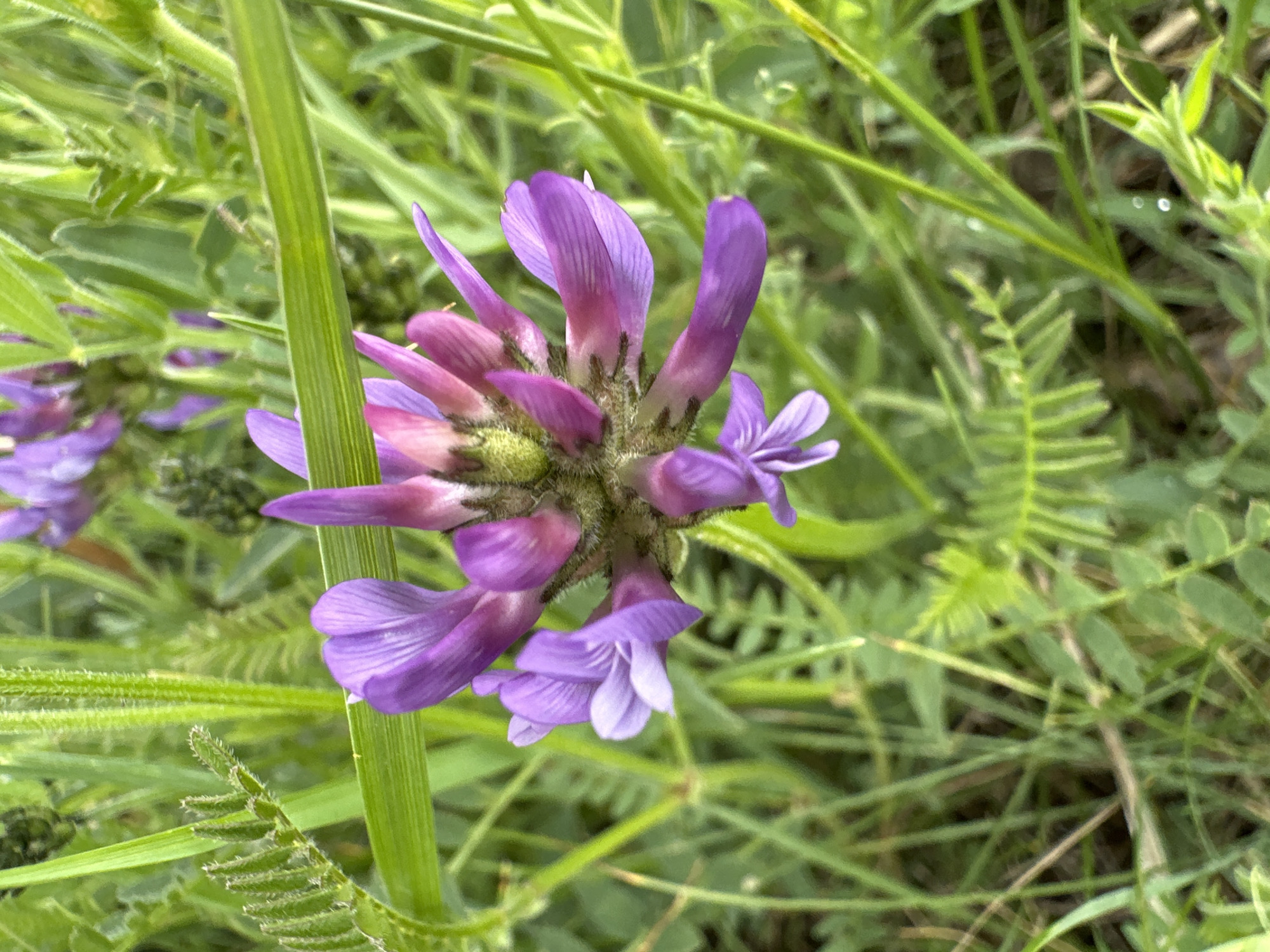 A close-up photograph captures a vibrant cluster of purple and pink flowers, likely belonging to a vetch species or a similar legume. The central bloom features multiple individual flowers in various stages of opening, some fully expanded with distinct pea-like petals, and others still emerging as tight, greenish-pink buds at the base of the cluster. The base of the flower spike and some surrounding stems exhibit a fine, hairy texture.
The subject is sharply in focus, standing out against a softly blurred background of abundant green foliage. The background reveals various shades of green, with elongated stems and hints of pinnately compound leaves characteristic of wild grasses and other herbaceous plants. The natural lighting suggests it is daytime. The image focuses entirely on the plant, with no people, events, or visible text present.