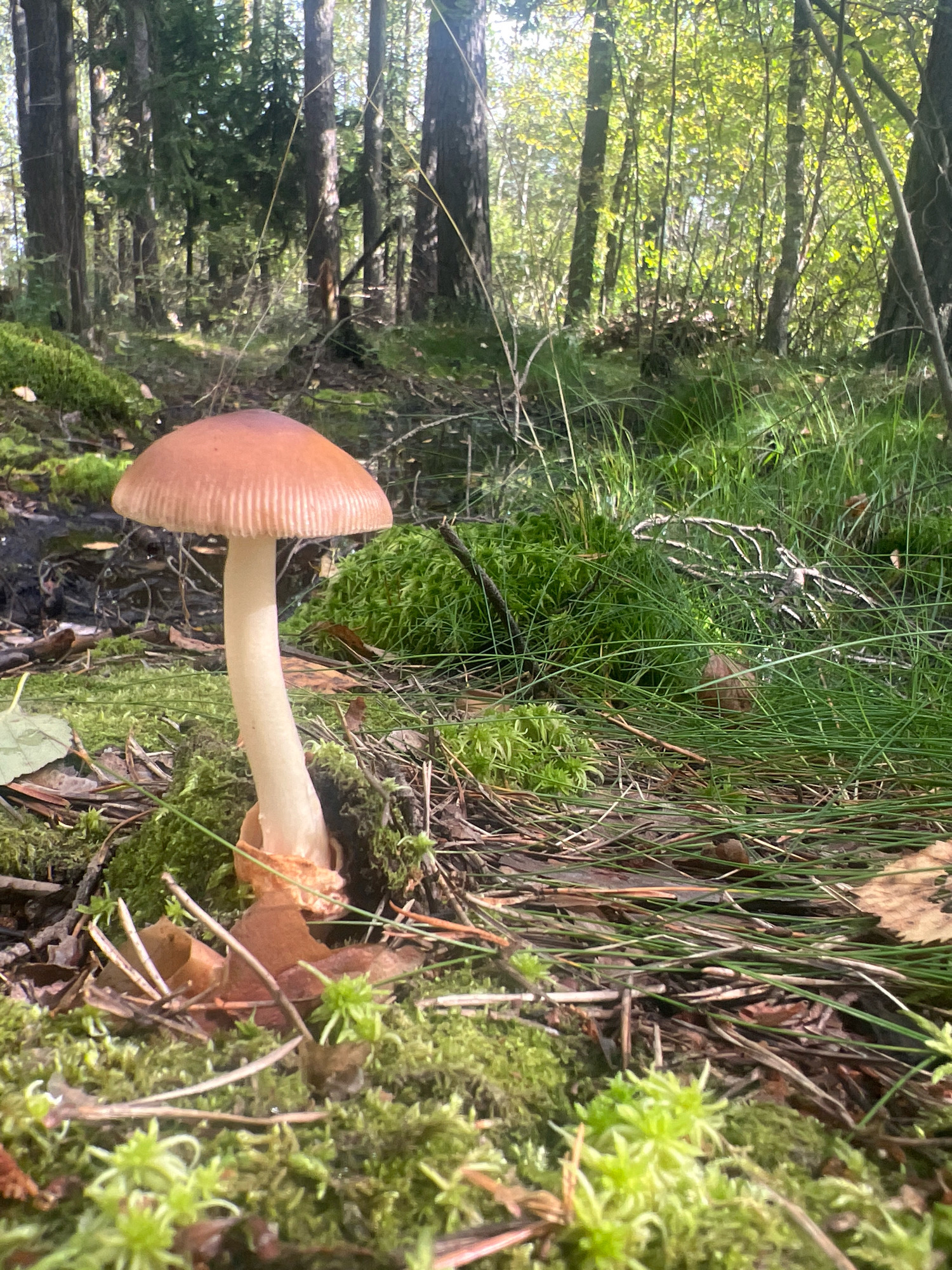 A single, light brown mushroom with a pale stem stands tall in a sun-dappled forest. The mushroom's cap is slightly convex and features thin, vertical ridges. The stem is slender and curves slightly, with a ruffled skirt-like structure at its base. It is surrounded by vibrant green moss, fallen leaves, pine needles, and tall grasses. In the background, the forest floor is covered with more moss and is interspersed with tall trees with dark bark, their branches forming a canopy overhead, allowing dappled sunlight to filter through. The scene is natural and tranquil, depicting a small mushroom thriving in its woodland environment.