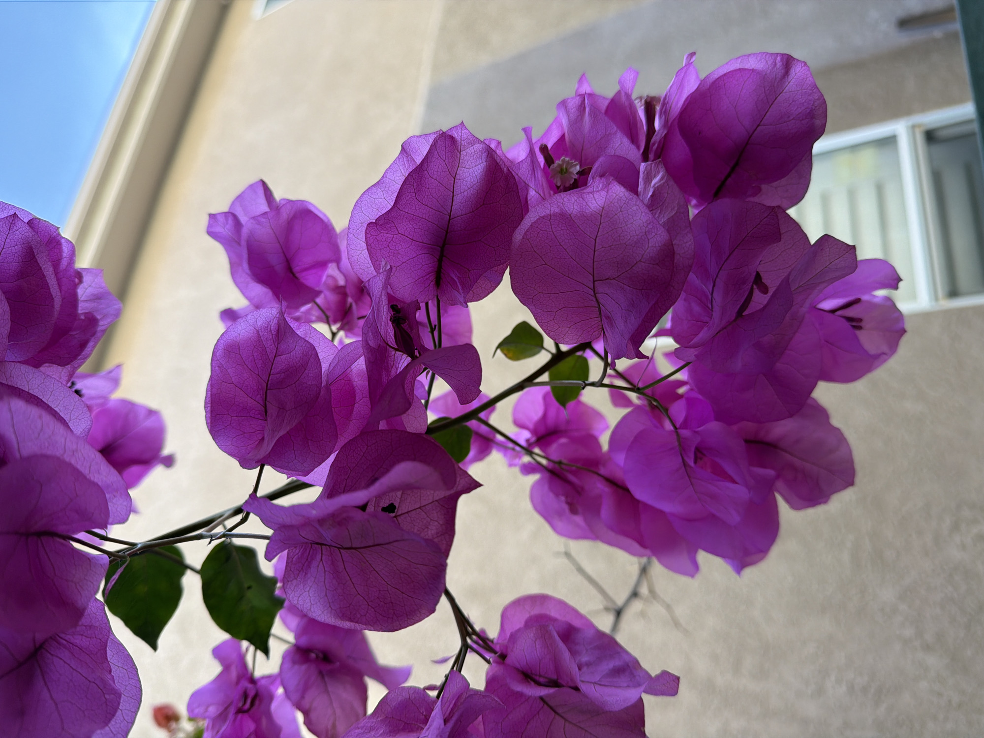 A close-up, low-angle shot focuses on a cluster of vibrant purple bougainvillea flowers, with their delicate, paper-like bracts and intricate vein patterns prominently displayed. The flowers hang from a thin stem, partially obscuring a muted beige building with a white-trimmed window in the background. Above the building, a clear blue sky is visible. The lighting suggests an outdoor setting, likely during daylight hours. The overall impression is one of natural beauty juxtaposed with a suburban architectural backdrop, possibly in Aliso Viejo, California, United States of America, given the characteristic stucco-style building and sunny sky. No people or animals are present in the frame.