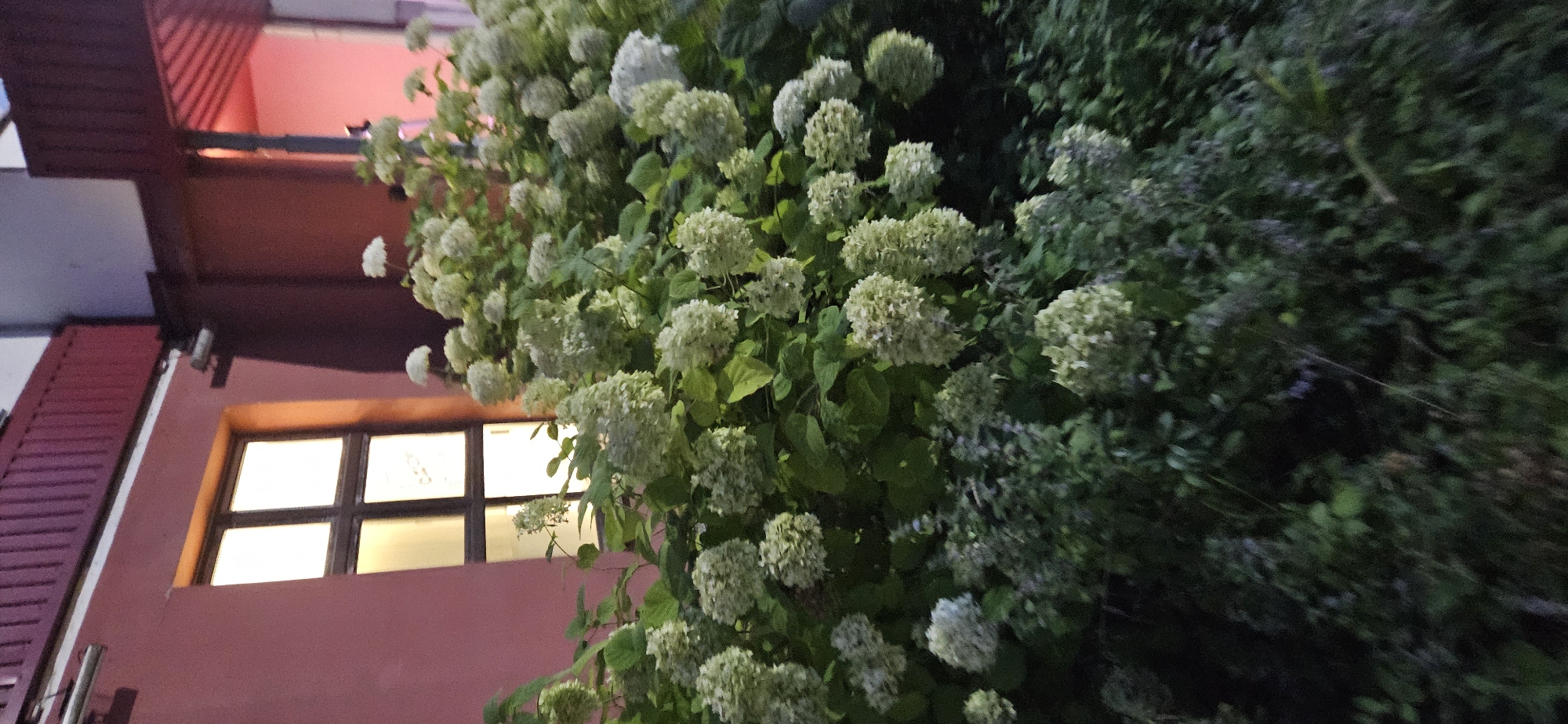 The image shows a close-up of a large bush with many clusters of white hydrangea flowers in front of a building. The building has a pink-colored facade with a dark-framed window that is lit from within. A red balcony railing is visible at the top of the building. The scene appears to be outdoors, possibly in the evening or at dusk, as indicated by the lighting. The image does not contain any people or specific landmarks that would pinpoint its location to Vitsebsk, Belarus.