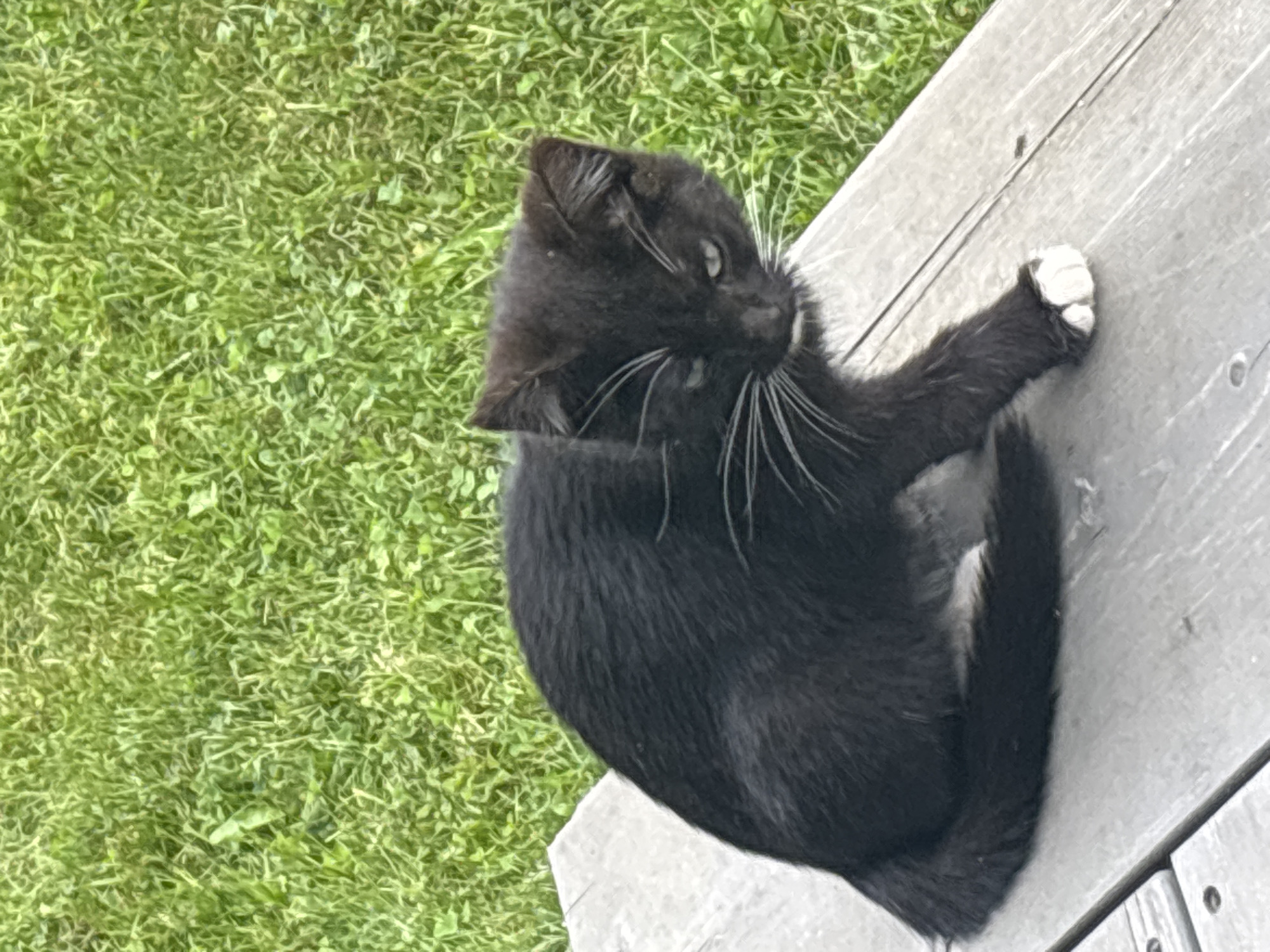 A black cat with white paws sits on a wooden bench in front of a grassy area. The cat is facing to the right, with its body curved. Its left paw is extended forward. The bench is made of weathered wood planks. The grass appears to be a well-maintained lawn. The image was taken outdoors on a bright day. The specific location in Zvenigorod, Russia, is not discernible from the provided image.