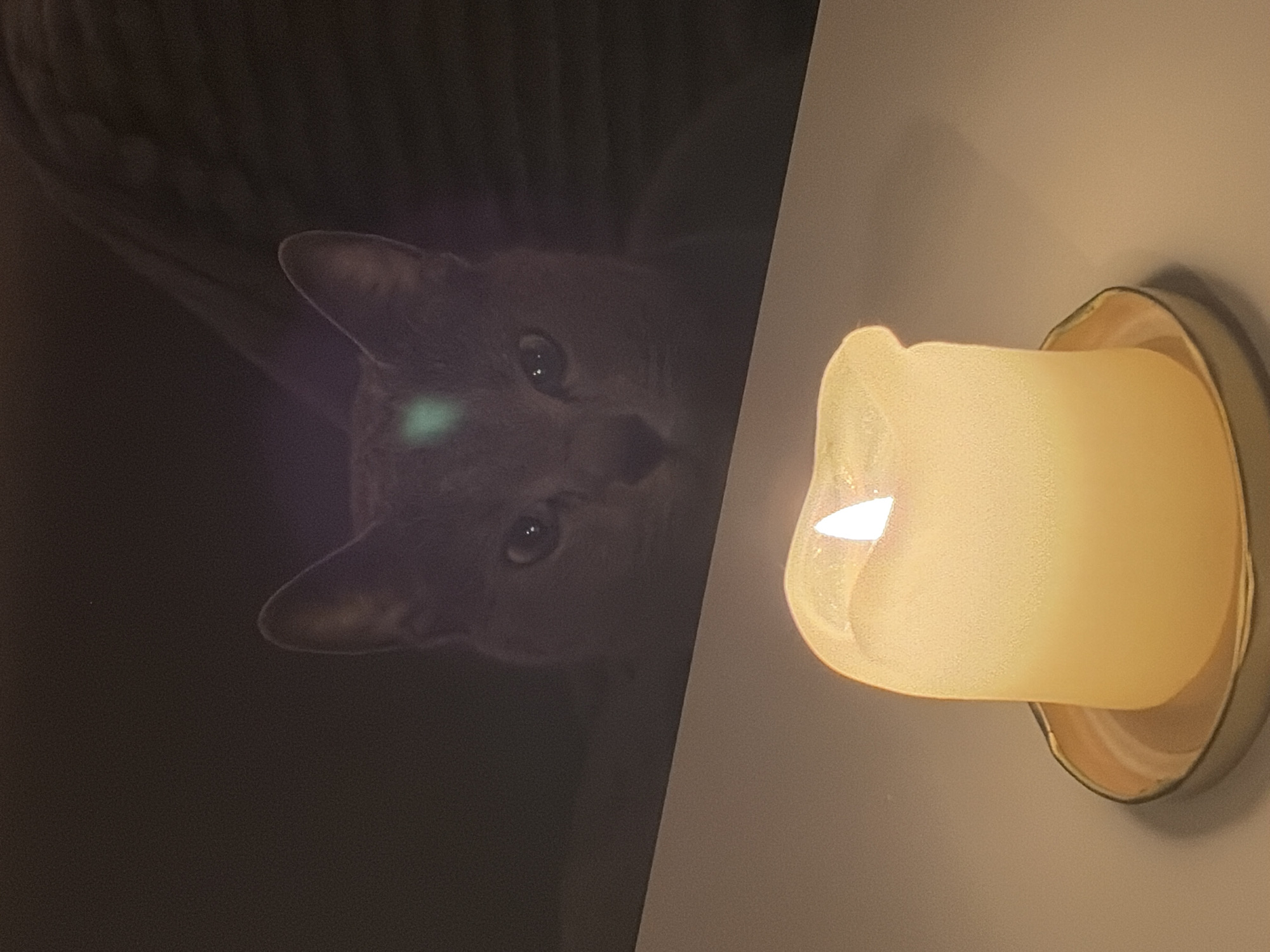 A grey cat's face is reflected in a dark surface, possibly a screen or window. To the right is a lit candle in a metallic holder, positioned against a light grey wall. The exact location in Budva, Montenegro is not discernible from the image.