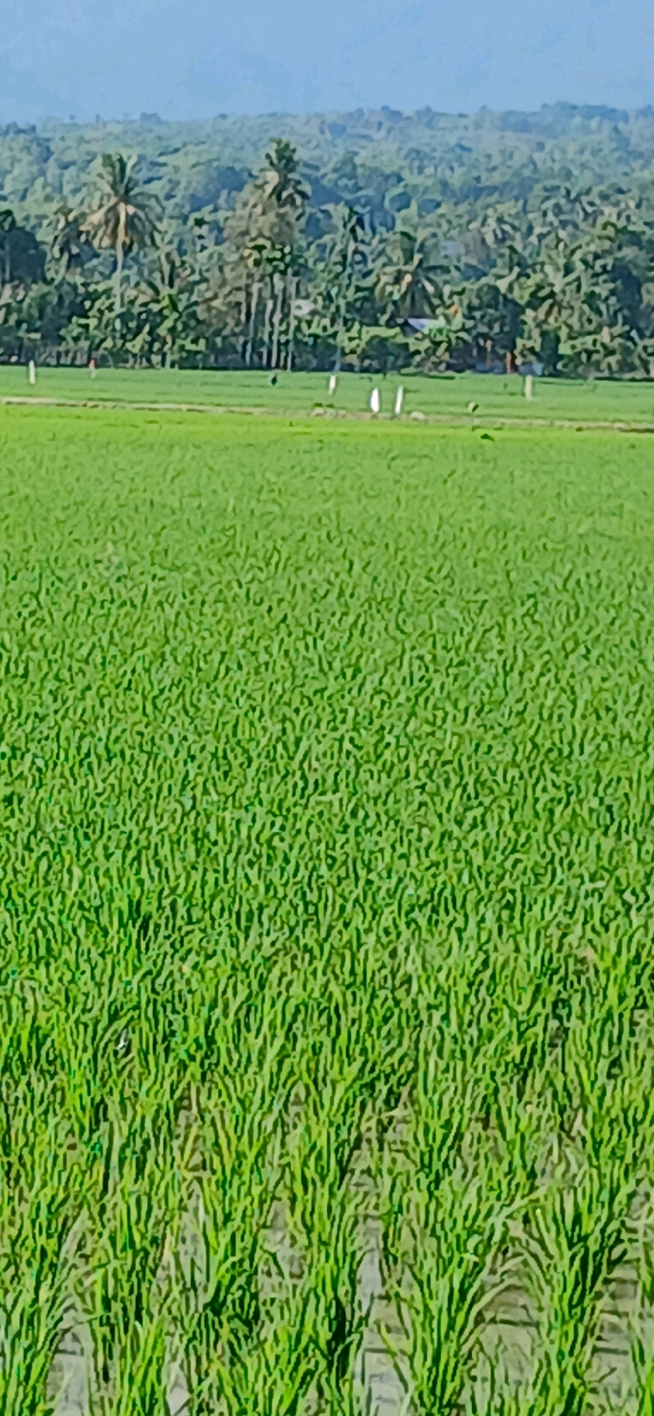 The image depicts a vast, vibrant green rice paddy field under a clear, bright sky. In the foreground, the young rice stalks are densely packed, their leaves catching the sunlight. The field appears to be flooded with shallow water, visible between the rows of rice. In the middle ground, a line of white egrets or similar birds are scattered across the field, some standing in the water and others on drier ground. Beyond the rice paddy, a lush, dense forest borders the landscape, with various types of trees, including tall palm trees, visible. The forest recedes into the distance, eventually meeting the hazy blue of the sky. The overall scene suggests a rural agricultural setting, likely in a tropical region such as Darussalam, Indonesia, given the vegetation and agricultural practice. The focus is on the natural beauty of the landscape and the agricultural activity.