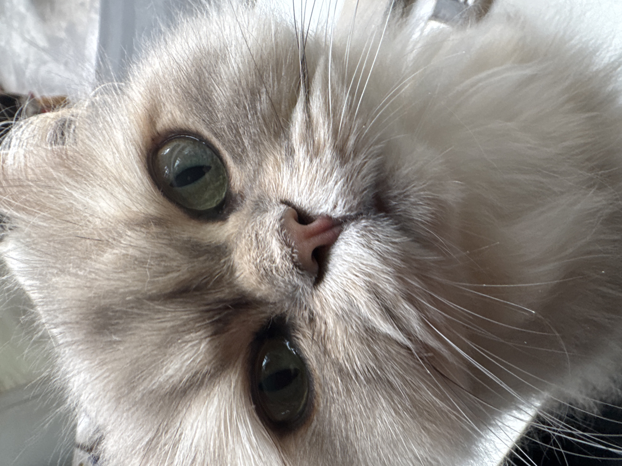 A close-up, head-on photograph depicts the face of a domestic cat. The animal exhibits light-colored fur, primarily a blend of muted tan, grey, and white, with distinct darker tabby-like markings visible on the forehead and around the eyes. Its prominent, rounded eyes are a deep emerald green with vertically elliptical pupils that appear slightly dilated. Clear reflections of an indoor environment, including a potential light source, are visible within both irises. The cat's nose is small, pink, and appears slightly moist. Numerous long, white whiskers extend from the muzzle, with some exhibiting a darker tone near their base. The fur on the lower jaw and chest is predominantly white and fluffy, indicating a long-haired breed. The overall lighting is soft and even, illuminating the subject without harsh shadows. The background is out of focus and light-colored, serving to isolate the cat as the sole point of interest. The cat is looking directly forward, engaging with the camera lens. The scene is situated indoors.