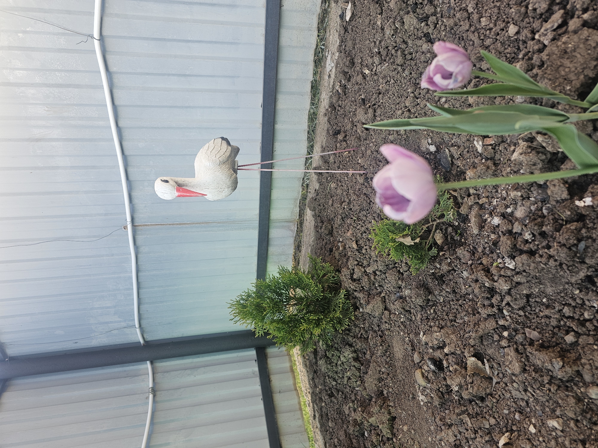 The image shows a small garden next to a corrugated metal fence in Kalinovka, Russia. A white stork decoration with a red beak is positioned near the fence. Two pink tulips are visible, growing in the soil. A small evergreen shrub also grows in the garden bed. The ground is dark and appears freshly tilled.