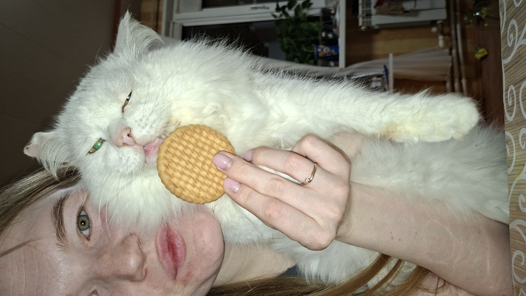A woman is holding a white, long-haired cat, which is biting into a round, light brown cookie. The woman has fair skin, light brown hair, and green eyes. She is wearing a gold ring on her left ring finger. The cat has green eyes and its face is close to the woman's cheek. The background is blurry but appears to be indoors with a window and wooden walls. The location is Большой Букор, Russia.