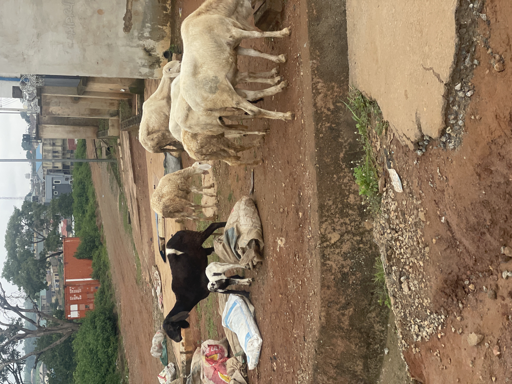 In Kurunduma, Nigeria, a flock of sheep grazes on a dusty, reddish-brown ground. A larger black and white sheep stands in the foreground, with a young white and black lamb beside it. Several other sheep, mostly white and cream-colored, are visible in the middle and background, some grazing and others standing. Scattered around the sheep are several large sacks, some appearing to contain goods, and a white bag with blue markings. In the background, a large orange shipping container rests amidst lush green foliage. Beyond the container, urban structures and buildings are visible, suggesting a semi-urban or peri-urban environment. The sky is overcast, indicating a cloudy day. The scene depicts a common sight in rural or semi-rural areas where livestock are raised alongside human settlements.