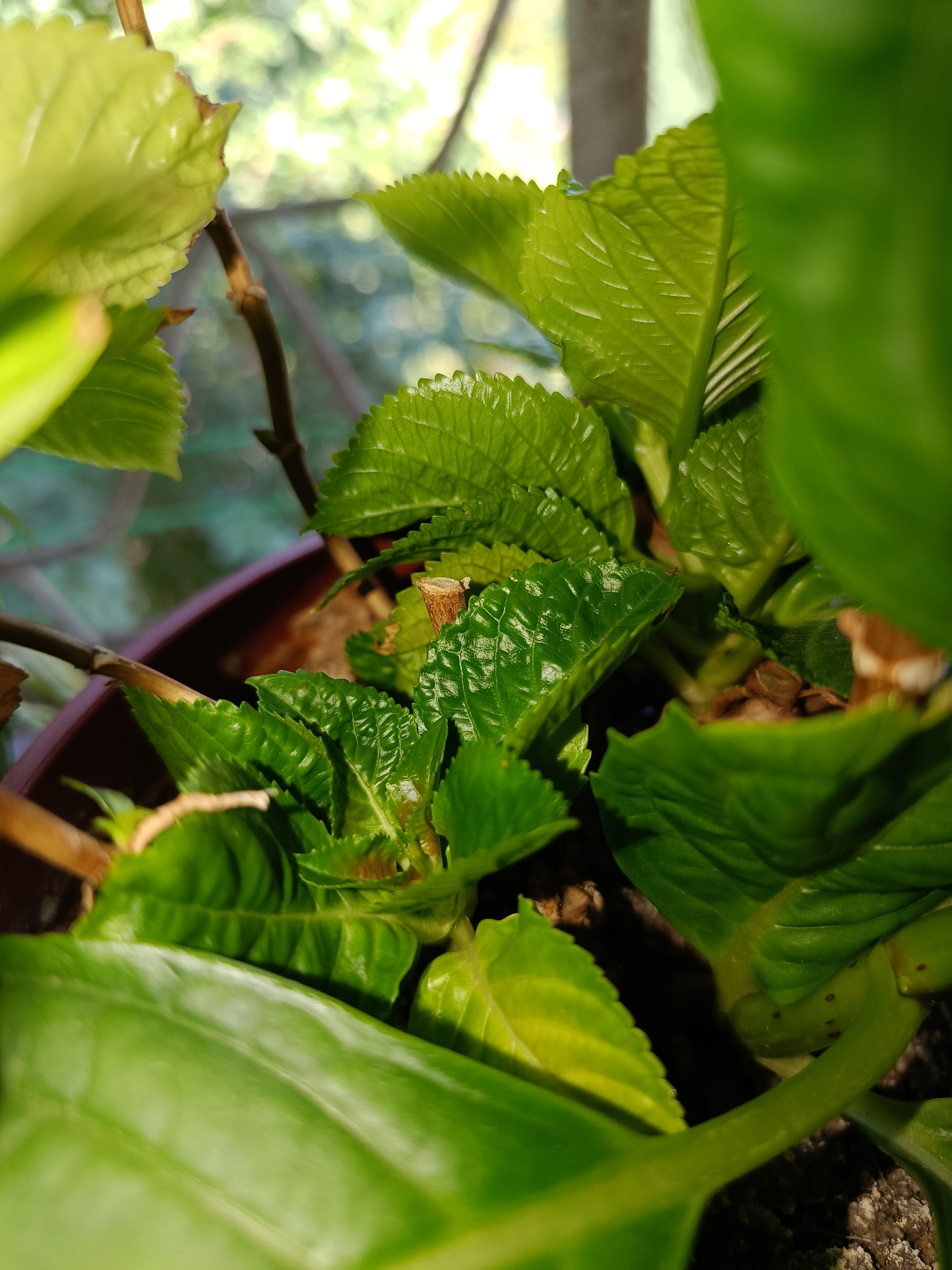 A close-up, high-angle shot captures the vibrant green foliage of a potted plant, likely a hydrangea, indoors. The leaves are textured, with visible veins and serrated edges. Sunlight filters through in the background, creating a soft, bokeh effect of green and yellow. The plant is situated in a brown pot, with glimpses of dark soil visible. A thin brown stem, possibly broken or pruned, is prominent in the center of the frame. The overall impression is one of fresh, healthy plant life bathed in natural light. There are no people or animals present in the image.