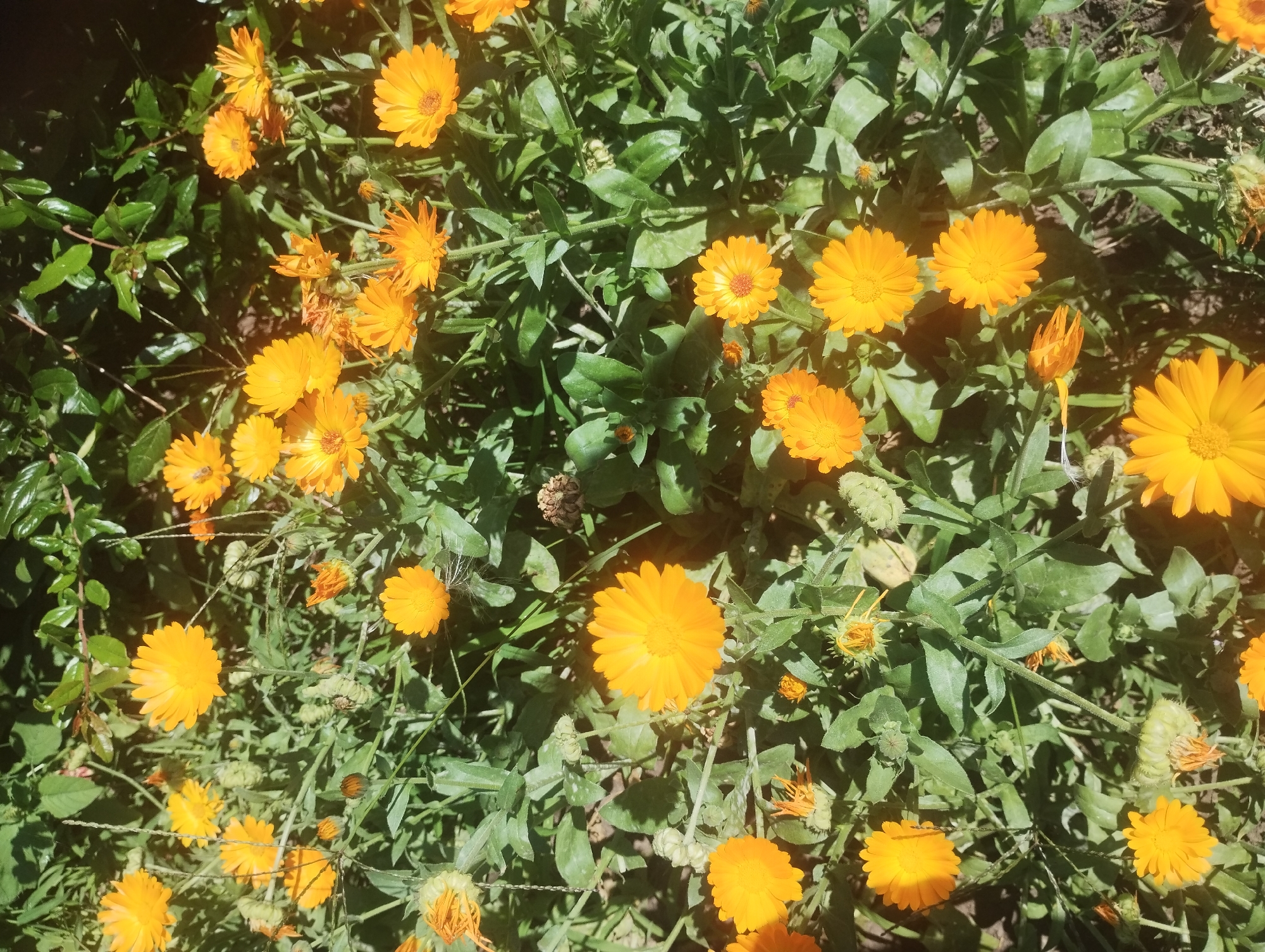 The image displays a close-up view of a cluster of bright orange calendula flowers in bloom, interspersed with their green foliage and stems. The flowers are the dominant subject, with many in various stages of opening, their ray-like petals fanned out. Some buds are also visible, appearing as tightly closed orange or greenish structures. The background consists of more dense green leaves and stems, suggesting an outdoor garden setting. Sunlight casts shadows across the scene, indicating it is daytime. There are no people or animals visible in the image. The scene is consistent with a garden located in Sumy, Ukraine, where calendula is a common flowering plant.