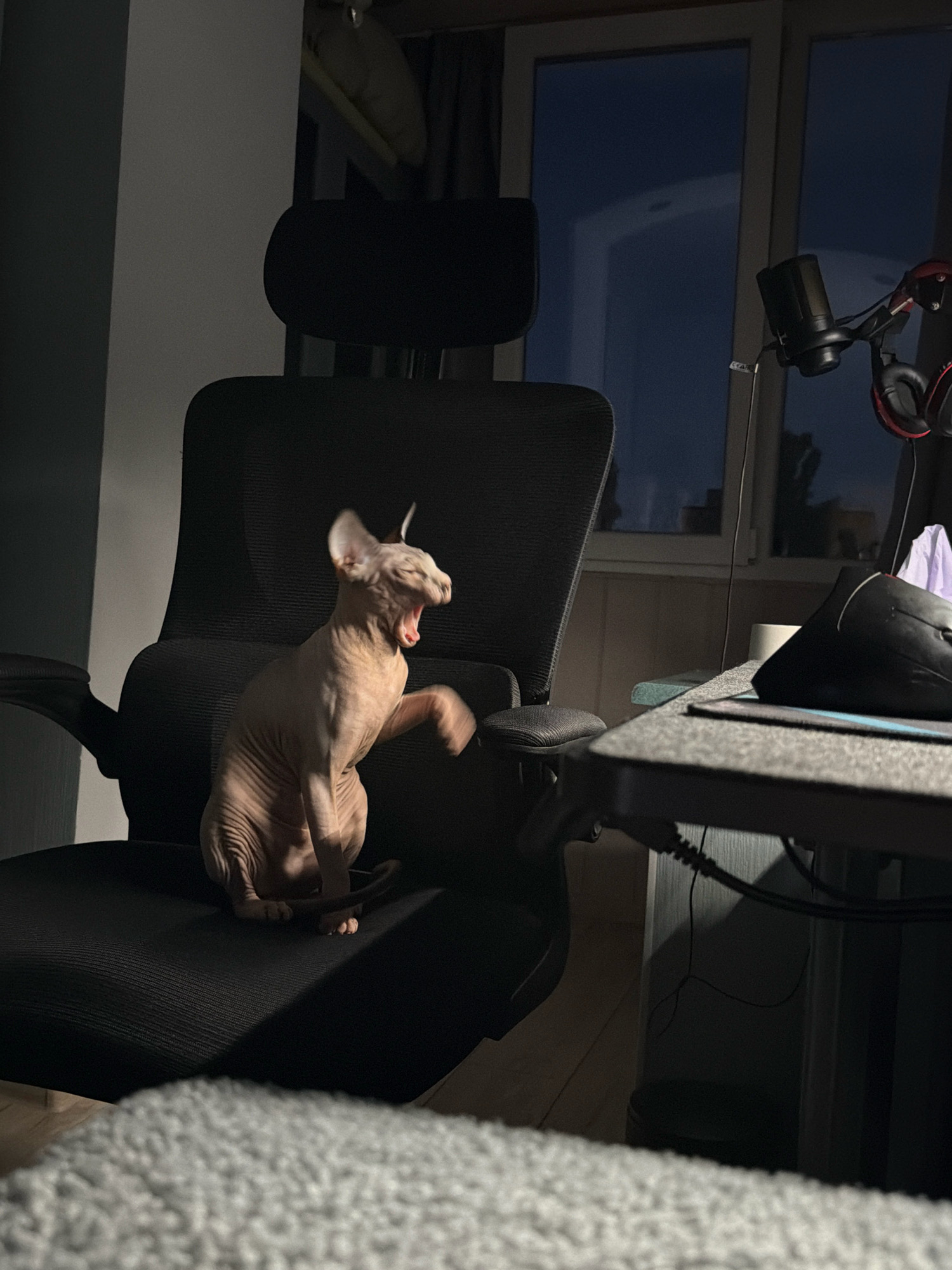 A light-skinned Sphynx cat is yawning and stretching its paw while sitting on a black office chair. The cat is illuminated by a strong light source from the left, casting a dark shadow behind it on the chair. In the background, a window shows a dark blue evening sky. To the right of the chair, a desk is visible with a microphone, headphones, and a computer mouse. The scene appears to be indoors, possibly in an apartment in Odesa, Ukraine, given the mention of the city. The overall atmosphere is dim and appears to be taken at dusk or night.