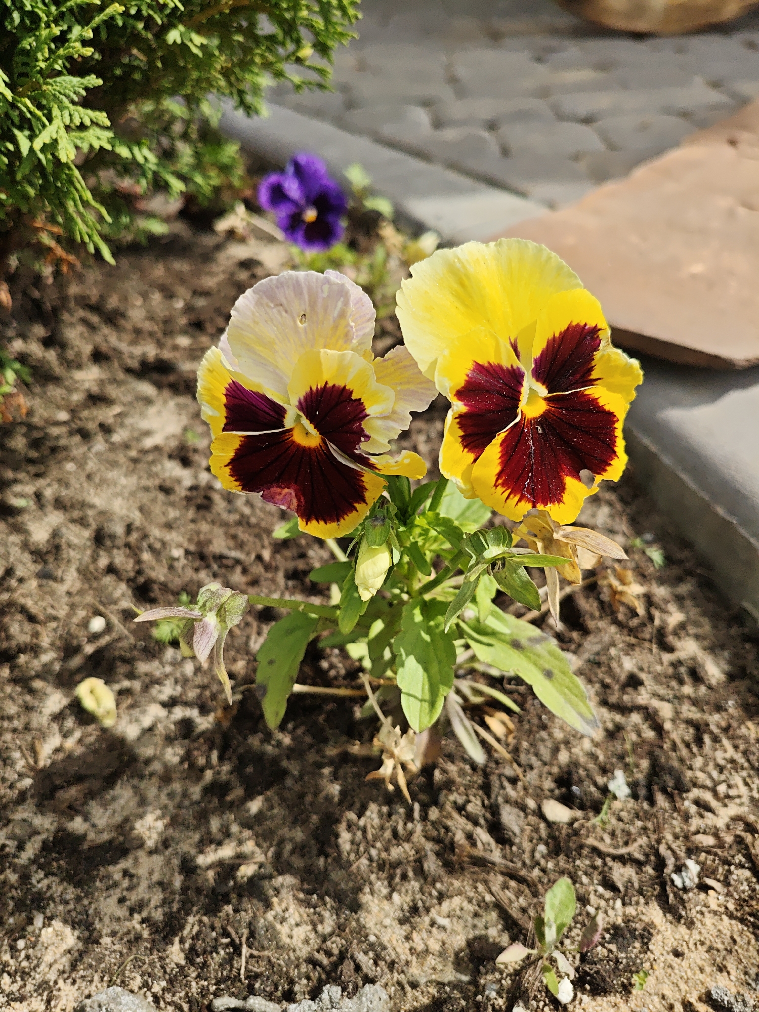This is a close-up, eye-level outdoor photograph of two pansy flowers in a garden bed. The flowers are predominantly yellow with dark maroon centers and maroon veining extending outwards. One flower is slightly out of focus to the left, while the other is in sharp focus to the right. The background consists of dark brown soil with small stones and debris, a blurred green evergreen shrub on the left, and a paved area with terracotta-colored tiles in the upper right. A single purple pansy is visible, out of focus, in the background. The lighting suggests a sunny day with strong shadows cast on the soil. No people are present in the image. The scene appears to be a residential garden or park area in Kirzhach, Russia.