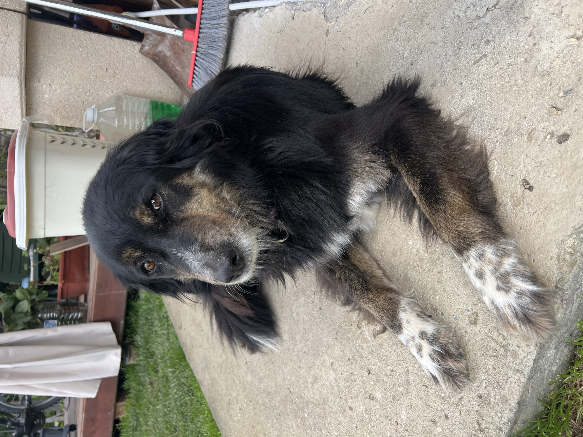 A black dog lies on a concrete surface. The dog has mottled white and brown fur on its legs and face. A broom, bucket, and other objects are visible in the background. The location appears to be an outdoor residential area, such as a patio or yard. The image location is Gorno Kamartsi, Bulgaria.