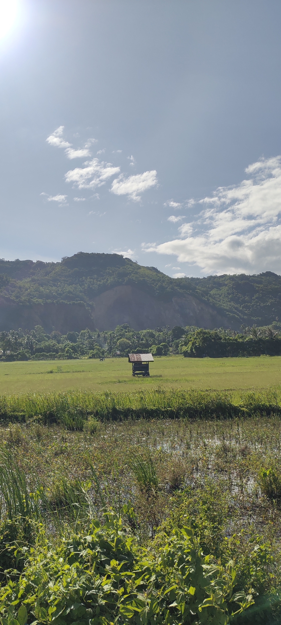 A lone, rustic hut with a corrugated tin roof stands in the middle of a lush green rice paddy field under a bright, partly cloudy sky. The hut appears weathered and somewhat dilapidated, suggesting it may be used for agricultural purposes or as a shelter. In the background, a verdant, mountainous landscape dominates the horizon, with trees and vegetation covering its slopes. The foreground features a mix of tall grasses and what appears to be waterlogged earth, indicating the agricultural setting. The sun is high in the sky, casting a bright light and creating some glare, particularly in the upper left corner of the image. The overall scene depicts a tranquil rural landscape, likely located in the city of Lampisang, Indonesia, characterized by its natural beauty and agricultural practices.
