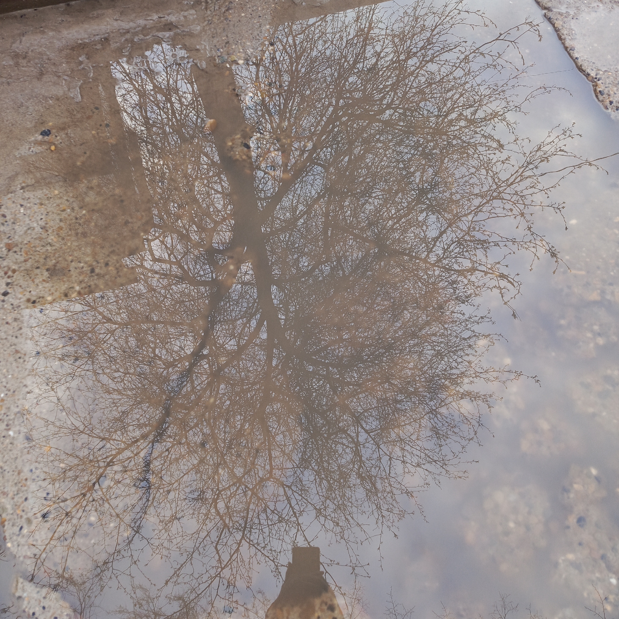 The image shows a puddle of water reflecting a tree with bare branches. The surrounding area appears to be a concrete surface with small pebbles embedded in it. The reflection of the tree fills most of the puddle's surface. The reflection also includes the person taking the photo with a cellphone, as their shape is visible near the bottom center of the image. The location is Chaikovsky, Russia.