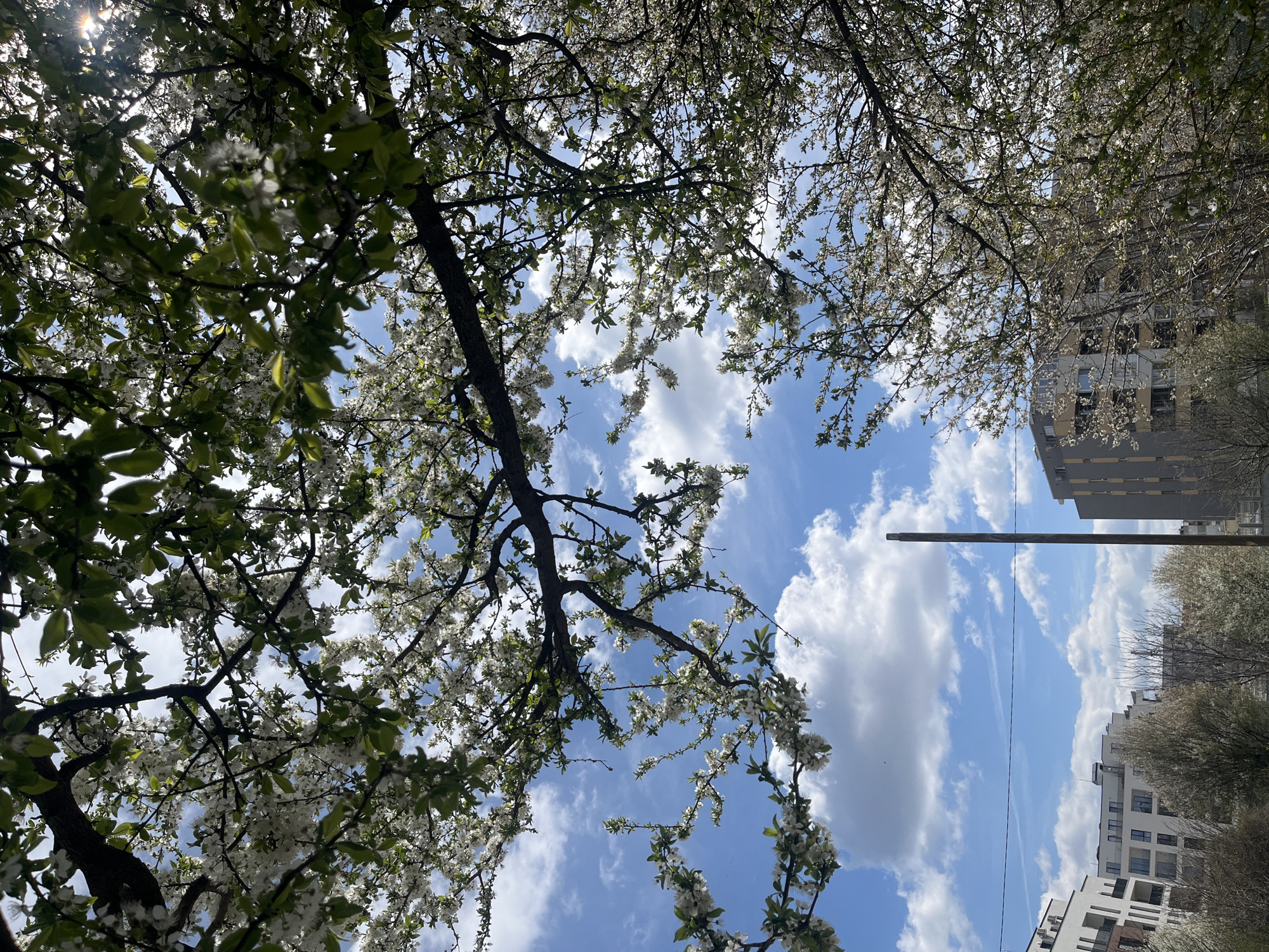 The image, taken from below, features blooming trees against a blue sky with white clouds. The branches of the trees are filled with white flowers and some green leaves. In the background, buildings can be seen. A tall wooden pole is visible in the center of the sky. The scene is likely located in Sofia, Bulgaria.