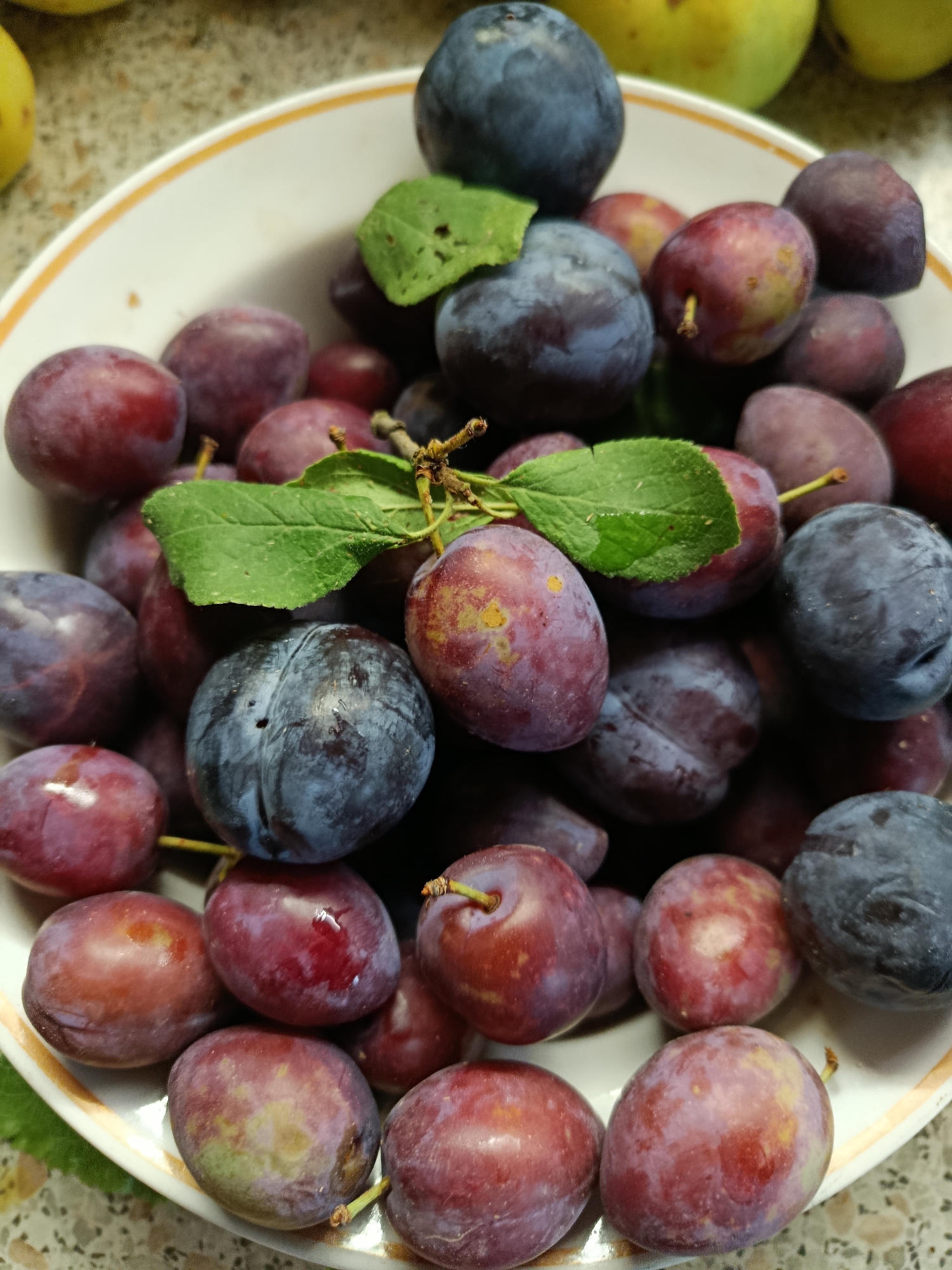 A close-up, overhead shot shows a white bowl with a gold rim filled with ripe plums. The plums are a mix of deep purple and reddish-purple hues, with some showing hints of yellow or green. A few green leaves are scattered amongst the fruit. The bowl is situated on a speckled countertop. The lighting appears to be natural, coming from above and slightly to the right. The scene is clean and appears to be indoors.