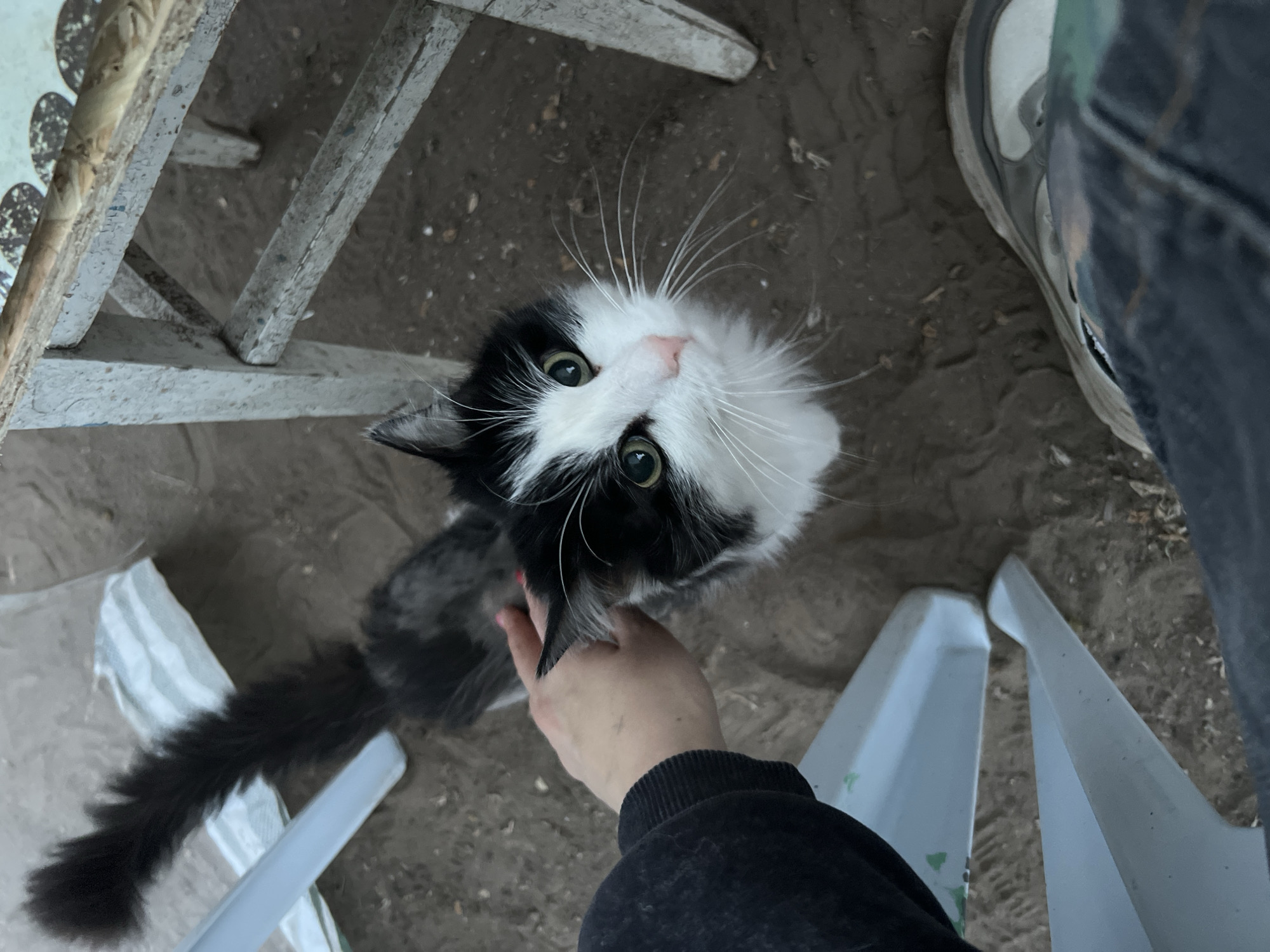A high-angle shot depicts a long-haired black and white cat looking up at the camera with green eyes. A human hand is gently placed on the cat's chest. The person wearing a black sweatshirt has a gray athletic shoe visible in the upper right corner of the frame. The scene takes place outdoors, with parts of a white metal folding chair on either side of the image, and the ground appears to be a mixture of dirt and gravel. The location is the city of Chaikovsky, Russia.