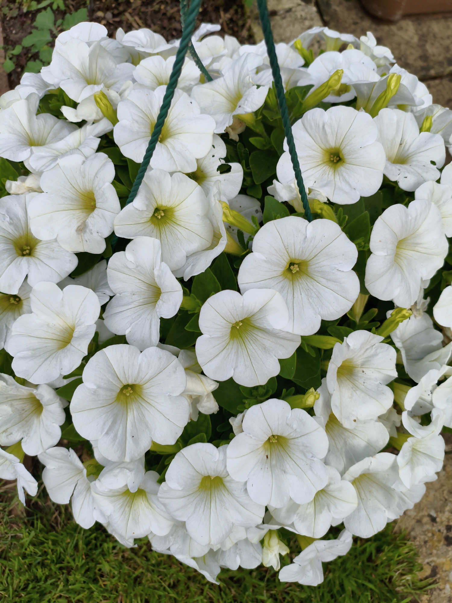 A close-up, top-down view captures a dense cluster of blooming white petunias in a hanging basket. The flowers are predominantly white with subtle yellow centers and delicate green veins radiating from the throat. Some buds, also a pale yellow-green, are visible amongst the open blooms. The petunias fill the majority of the frame, obscuring much of the hanging basket's structure, though a thick, twisted green rope, likely part of the basket's suspension system, is visible traversing the upper center of the image. The background is a soft blur of greenery and what appears to be a textured surface, possibly a stone or paving slab, along with some dry soil or mulch. The lower left and right corners show glimpses of lush green grass. There are no people or animals present in the image. The scene depicts a vibrant display of flowers, indicative of a garden setting. The location is stated to be in the city of Wychavon, United Kingdom.