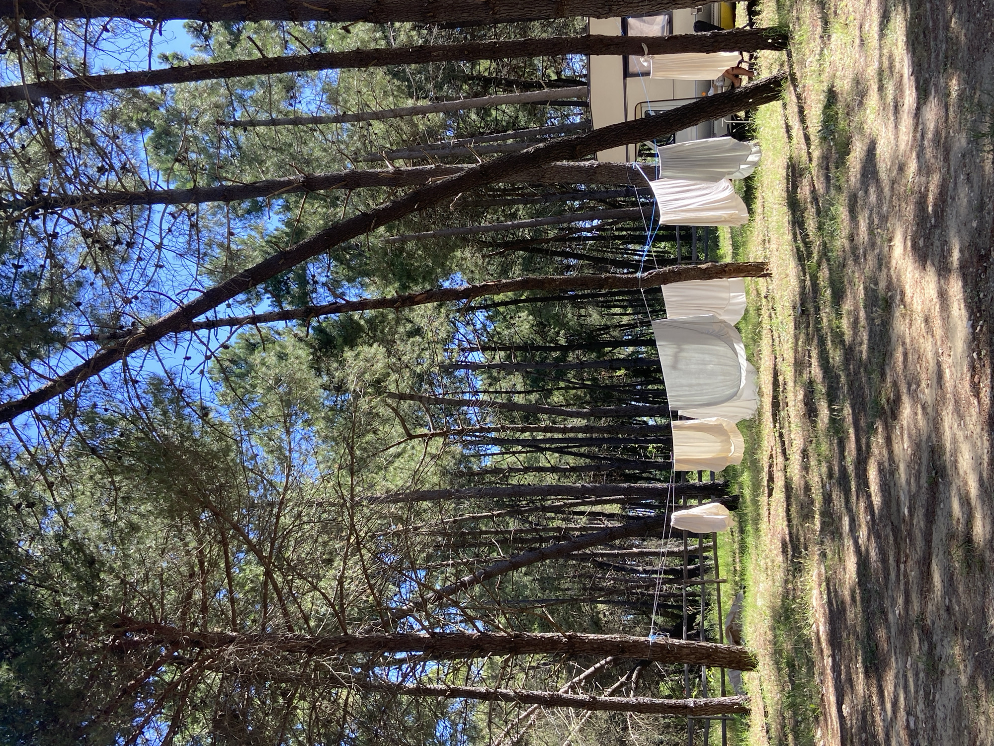The image depicts a campsite scene, likely in a wooded area within Unknown, Unknown. Tall, thin pine trees populate the foreground and background, their branches reaching upwards towards a blue sky visible through the canopy. A clothesline strung between the trees holds several pieces of white laundry. An RV is partially visible in the background, situated amidst the trees. The ground cover consists of a mix of grass and dirt, dappled with shadows cast by the trees. A person appears to be standing beside the camper.