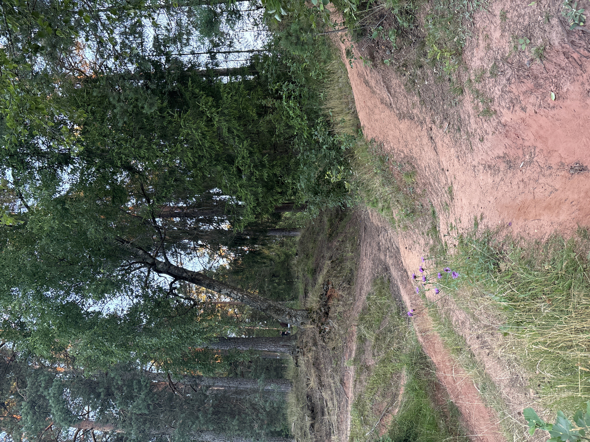 The image depicts a sandy dirt path winding through a forest. The path is a light reddish-brown color and appears to be well-worn, with ruts and tire tracks visible. The surrounding vegetation consists of a mix of pine trees and deciduous trees, with undergrowth of grass and bushes. In the foreground, a small cluster of purple flowers grows beside the path. The lighting suggests it is either early morning or late afternoon, with sunlight filtering through the trees. The scene is natural and appears to be in a rural or wilderness area.