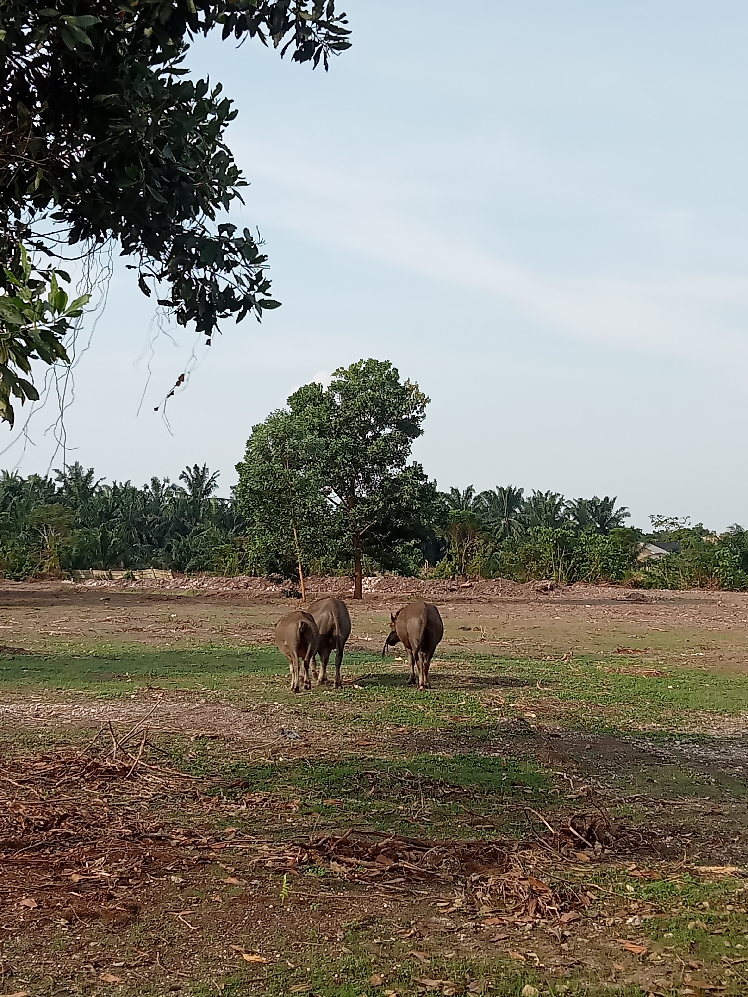 In Kualu, Indonesia, this image captures an outdoor scene of two water buffalo walking away from the viewer in a grassy field. The buffalo are dark brown and appear to be of similar size. The field is partly dry and partly covered in green grass. In the background, a dense forest with various trees, including palm trees, forms a lush backdrop. A single large tree with a full canopy stands prominently in the mid-ground. The sky is clear and light blue with a few faint white clouds. A tree branch with dark green leaves hangs into the frame from the upper left corner, partially obscuring the sky. Debris, including fallen leaves and twigs, is scattered across the foreground. The overall impression is of a natural, rural environment.
