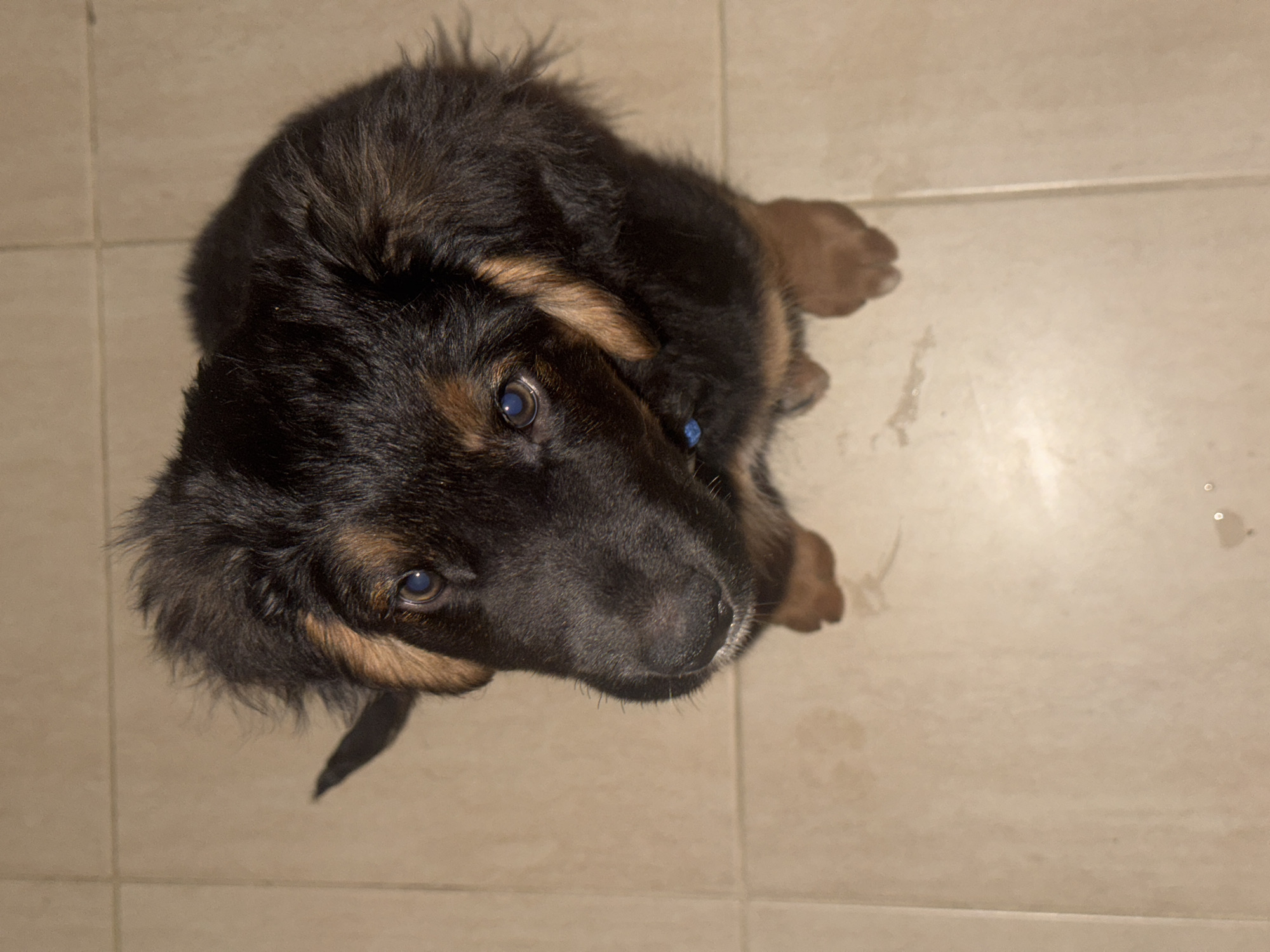 A medium, high-angle shot reveals a black and tan puppy with light brown eyes looking upwards at the camera. The dog is positioned on a tiled floor of tan color. The composition is simple, focusing on the puppy. The location is not discernible.