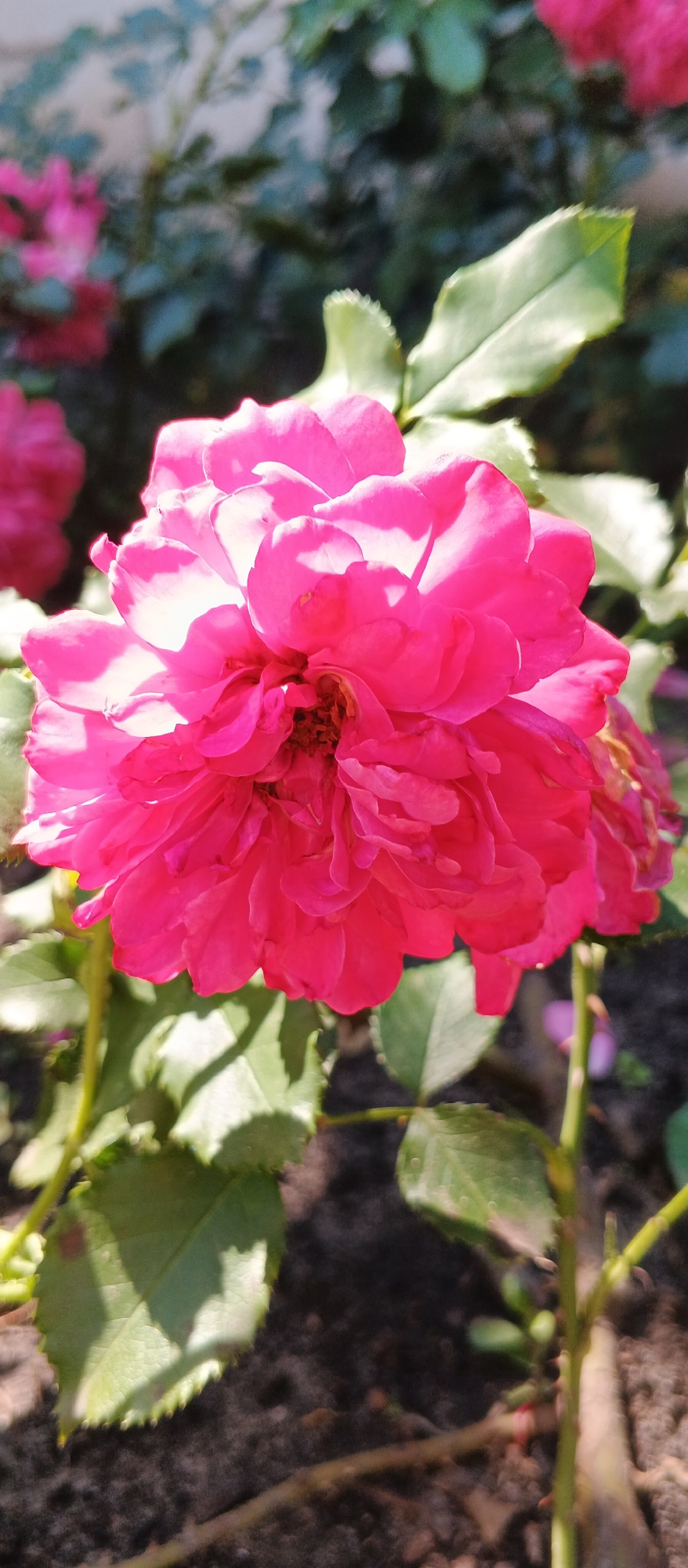 A close-up shot focuses on a vibrant pink rose in full bloom, its petals ruffled and layered, with hints of white at the edges. The rose is positioned slightly off-center to the right, taking up a significant portion of the frame. Sunlight illuminates the flower, creating bright highlights and subtle shadows that emphasize the texture of the petals. Surrounding the rose are lush green leaves, some in sharp focus and others blurred in the background, suggesting a garden setting. The ground beneath is visible, appearing as dark soil with dappled sunlight. In the upper left and right corners, blurred shapes of other pink roses and green foliage are present, indicating that this is a rose bush with multiple blooms. The overall impression is one of natural beauty and vibrant color. This image was taken in Smila, Ukraine.