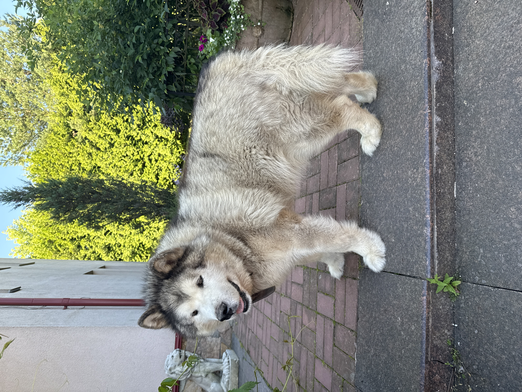 An Alaskan Malamute stands on a paved pathway next to a building. The dog is facing left with its mouth slightly open and tongue visible. The dog's fur is thick and appears to be a mixture of light and dark gray, with some patches of tan. The pathway is made of red brick pavers. To the left of the dog, a white stone statue of a lion is partially visible. In the background, a building with a red downspout and green trees are visible under a clear blue sky. The environment suggests an outdoor setting, possibly a garden or a yard, in Yukki, Russia.