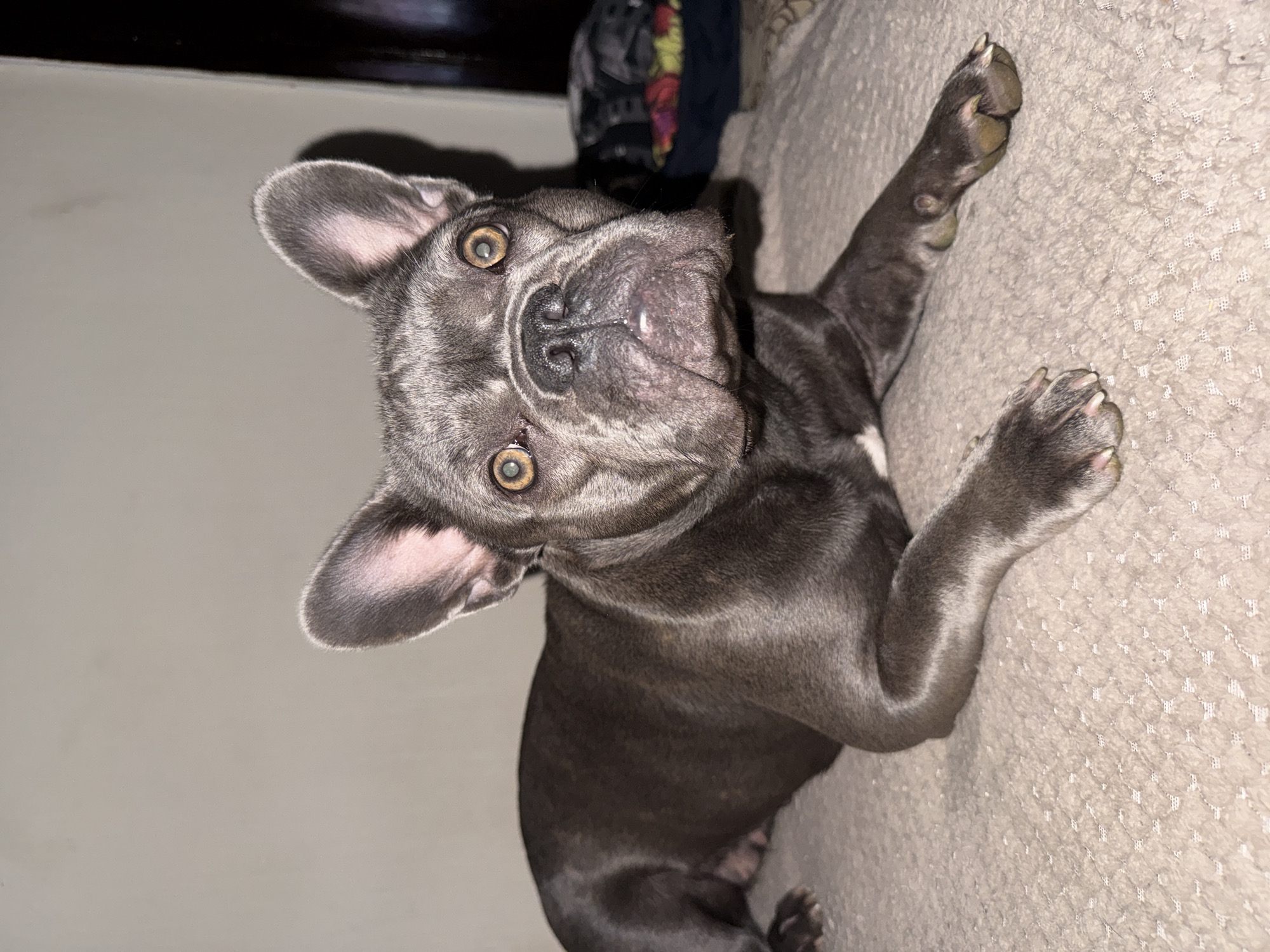 A blue French bulldog lies on a textured beige surface. The dog is facing the camera with a slightly tilted head, showing its large, erect ears and brown eyes. Its paws are extended, one upward and one towards the viewer. The background includes a plain wall and what appears to be a pile of clothing. No information about the location being Sofia, Bulgaria is evident.