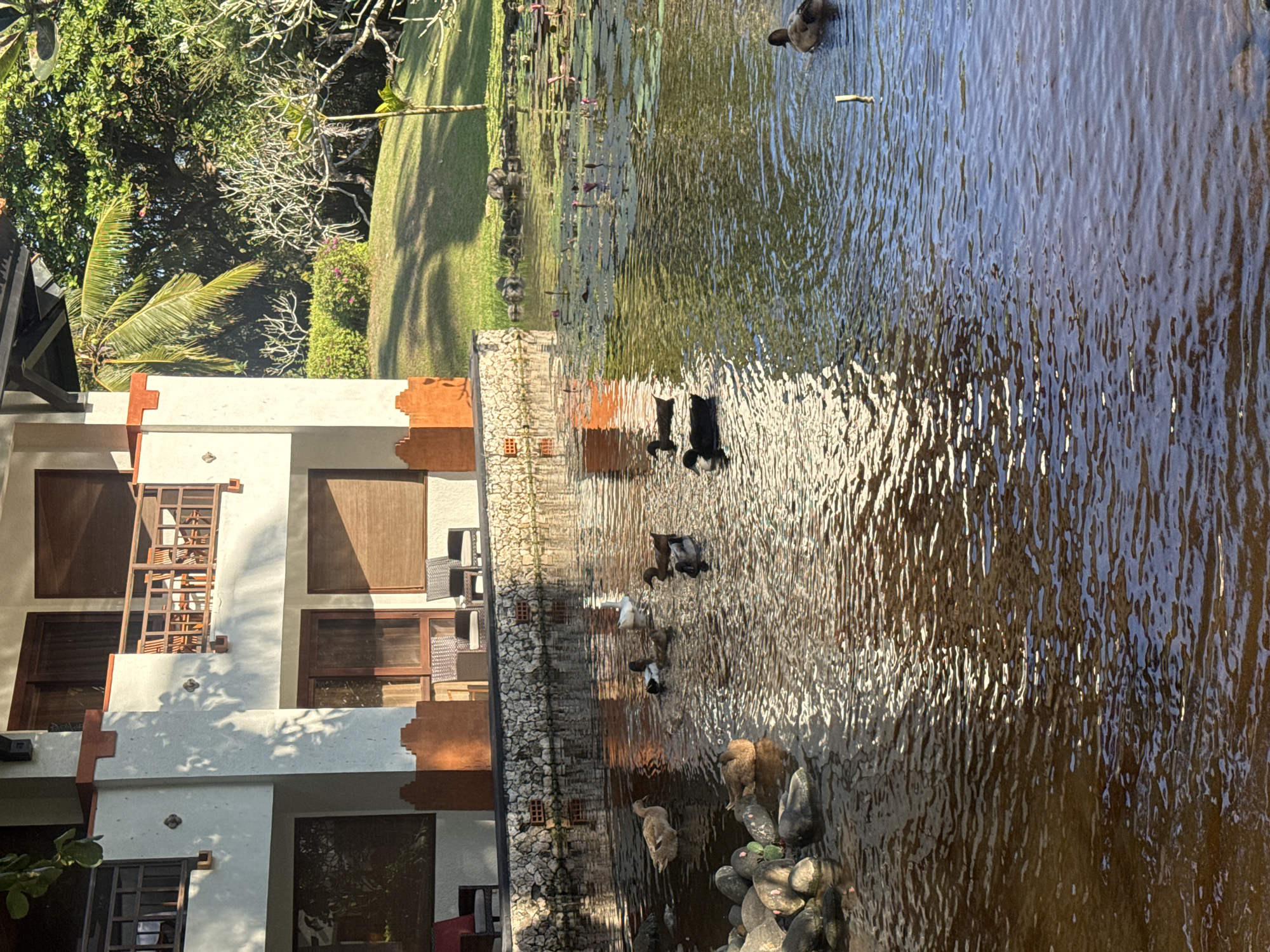 A group of ducks is swimming in a pond in front of a building in Kuta Selatan, Indonesia. The building is two stories with balconies and wooden shutters. There are also trees and lush greenery surrounding the pond. The water is calm and reflects the sunlight. Some of the ducks are white, while others are brown and black. There are also some rocks and lily pads in the pond. The scene appears to be peaceful and serene.