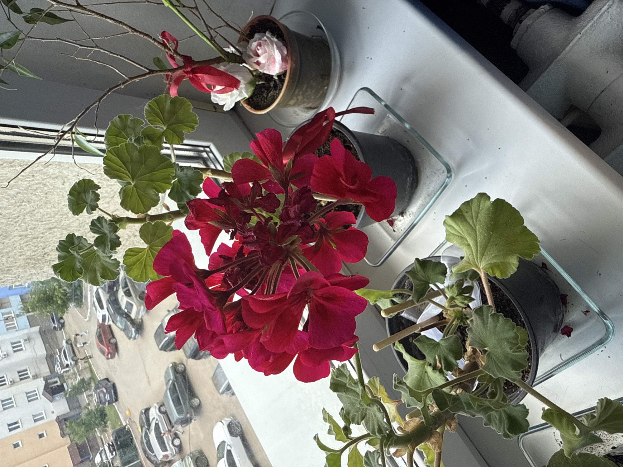 This image shows a close-up of several potted plants on a windowsill, with a view of a street with parked cars and buildings in the background, reflected on the glass. The plants in the foreground include a bright red geranium in full bloom and a second plant with green leaves and some dried flowers. A third, smaller pot holds a delicate artificial rose with white and pink petals, tied with red ribbons. The setting appears to be indoors, by a window, with natural light illuminating the scene. The reflection on the window shows an outdoor scene, likely a residential area, with multiple cars parked on a street and apartment buildings. The time of day appears to be daytime, judging by the lighting. The overall mood is serene and domestic, highlighting the beauty of the plants against the urban backdrop. There is no visible text in the image.