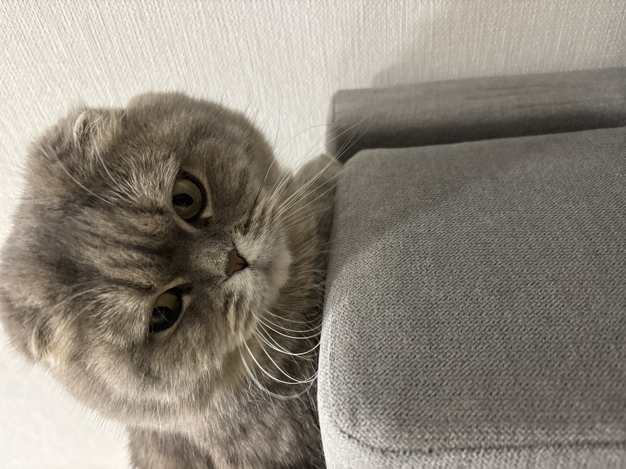 A gray tabby Scottish Fold cat with large, round eyes is positioned near a gray fabric-covered object. The cat is facing the viewer with a slightly tilted head. The background consists of a white wall with a subtle pattern. No information is available to support a location of this image.