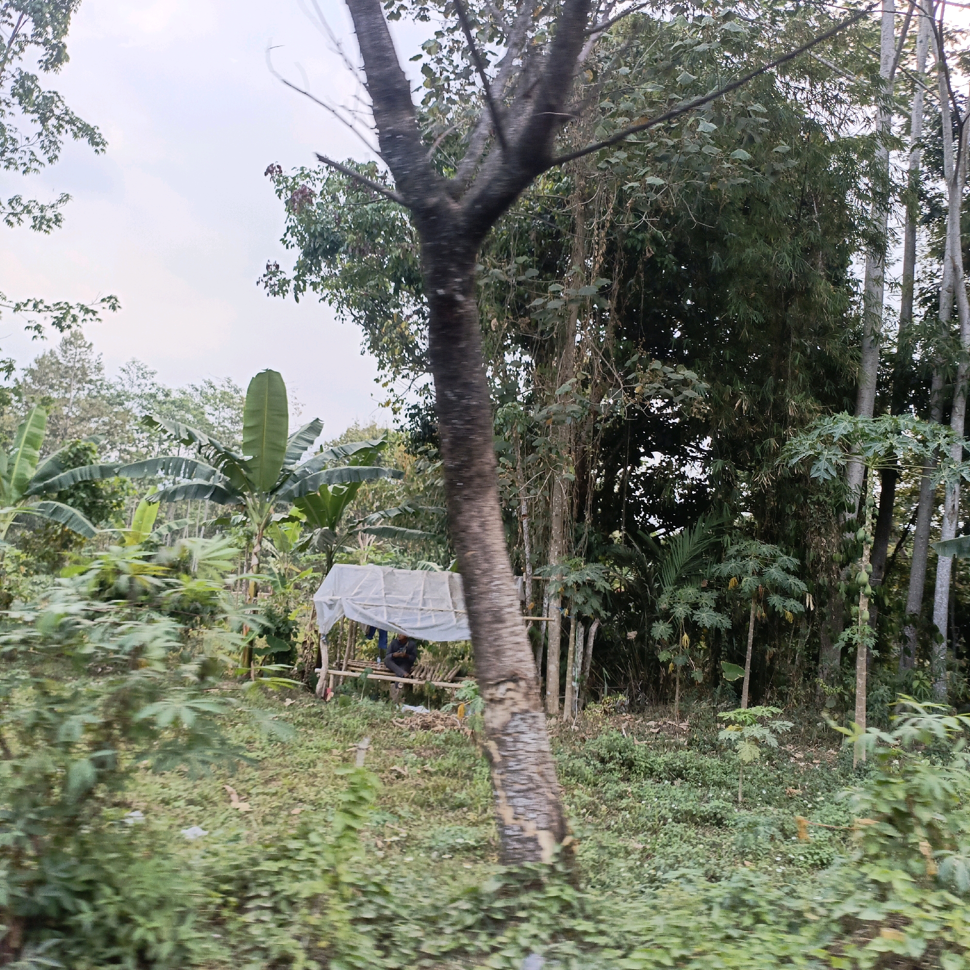 In Salatiga, Indonesia, a blurred image captures a view of lush greenery. In the mid-ground, a simple shelter with a white tarp roof is visible, supported by wooden poles. Beneath the shelter, two individuals are seated. One is holding a phone, and the other appears to be looking down. The environment is dense with vegetation, including banana trees with large leaves, bamboo, and other tropical plants. A prominent tree trunk is in the foreground, partially obscuring the scene. The overall impression is of a rural or semi-rural setting within Salatiga.