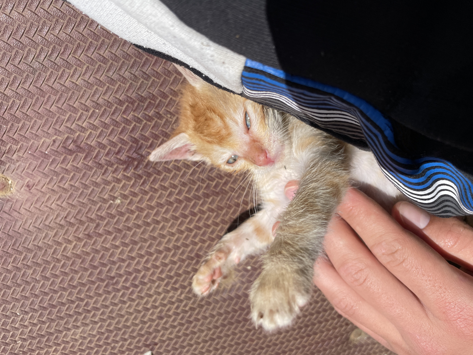 A small, orange and white kitten is lying on a brown, textured surface, possibly a mat or rug. The kitten is partially obscured by a piece of clothing that is mostly black with white and blue stripes. A human hand is gently holding the kitten. The kitten appears to be resting. The location is not definitively indicated to be Zlatograd, Bulgaria.