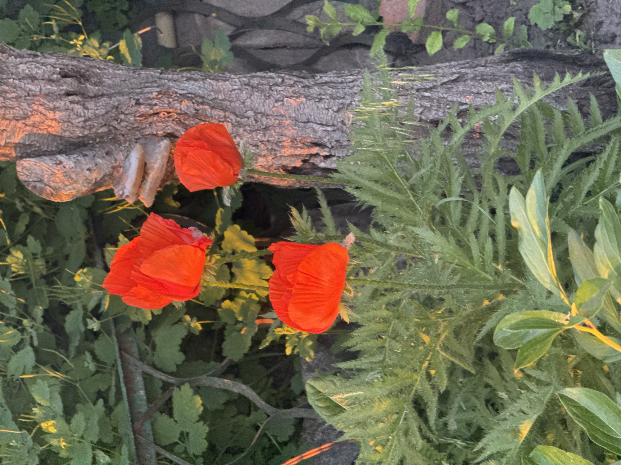 The image depicts an outdoor garden scene in Ohuivka, Ukraine. Three red poppies are prominently featured. The largest poppy is positioned in the upper-left-center of the frame, fully open. A second open poppy is located above and to its right. A third red poppy, partially visible and lower, is situated in the lower-right-center, adjacent to a tree trunk. The tree trunk, displaying coarse grey-brown bark, occupies the right side of the image. Portions of the bark, particularly in the upper half, are illuminated by warm, orange-red light. Two distinct, light-colored bracket fungi are attached vertically to the tree trunk in the upper-mid section.
The foreground is dominated by dense, spiky green foliage. In the mid-ground and background, various other green plants with softer leaves are visible, with small yellow flowers sparsely distributed among them, particularly in the upper-left area. A section of a dark, weathered metal fence or railing is partially visible horizontally across the upper-left quadrant. In the upper-right background, behind the tree trunk, a blurry patterned surface consistent with a stone or concrete wall is discernible. No individuals or animals are present in the scene.