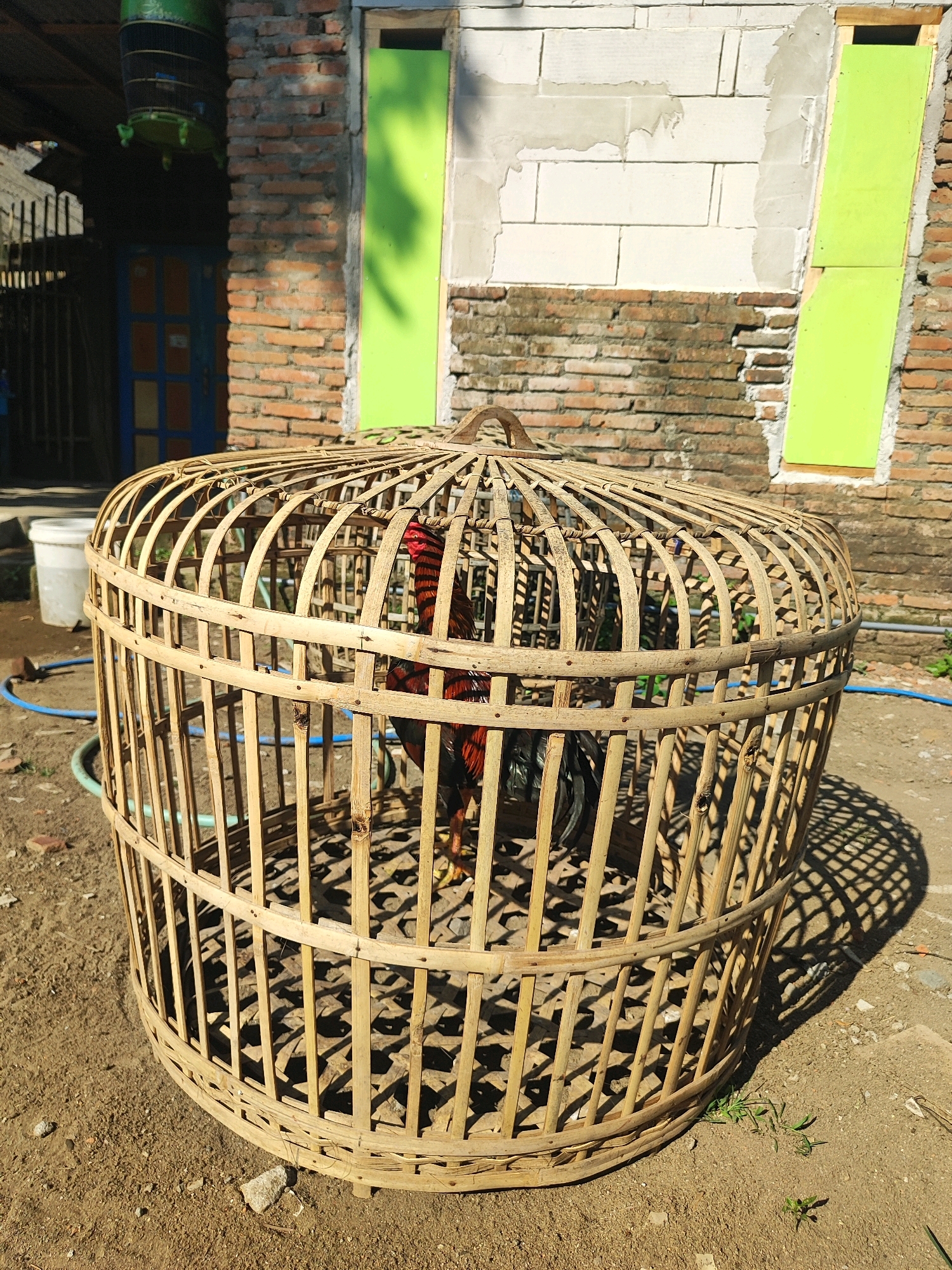 In Tasikmadu, Indonesia, a rooster is confined within a cylindrical bamboo cage placed on a dirt ground. The cage is roughly 3 feet tall and 4 feet in diameter, constructed from split bamboo poles lashed together with finer woven bamboo strips. The rooster, a red and black specimen with prominent wattles, is visible through the cage's open structure.
In the background, a brick wall forms part of a building, with sections of white cinder blocks and green painted panels visible. To the left, a covered area with a corrugated metal roof is supported by wooden posts. A bird cage, also green, hangs from the ceiling of this covered area. A blue water hose snakes across the ground, near a white plastic bucket. The scene is illuminated by direct sunlight, casting strong shadows from the bamboo cage onto the dirt. The overall environment suggests an outdoor, possibly rural or semi-urban setting. There are no people or discernible human activity in the immediate vicinity of the cage.
