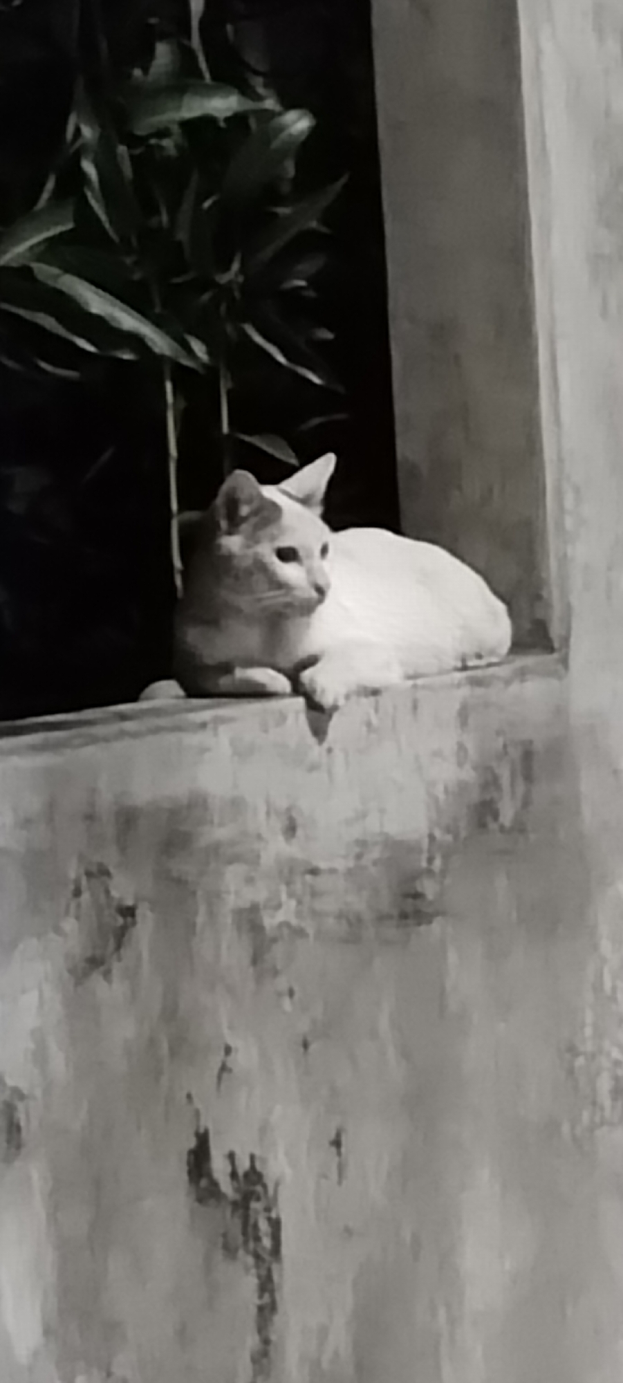 A pale cat is resting on a ledge, facing right. Behind the ledge, leafy plants are visible against a dark background. The ledge appears to be part of a building, as suggested by the textured wall extending downward. The location is Unknown, Unknown.