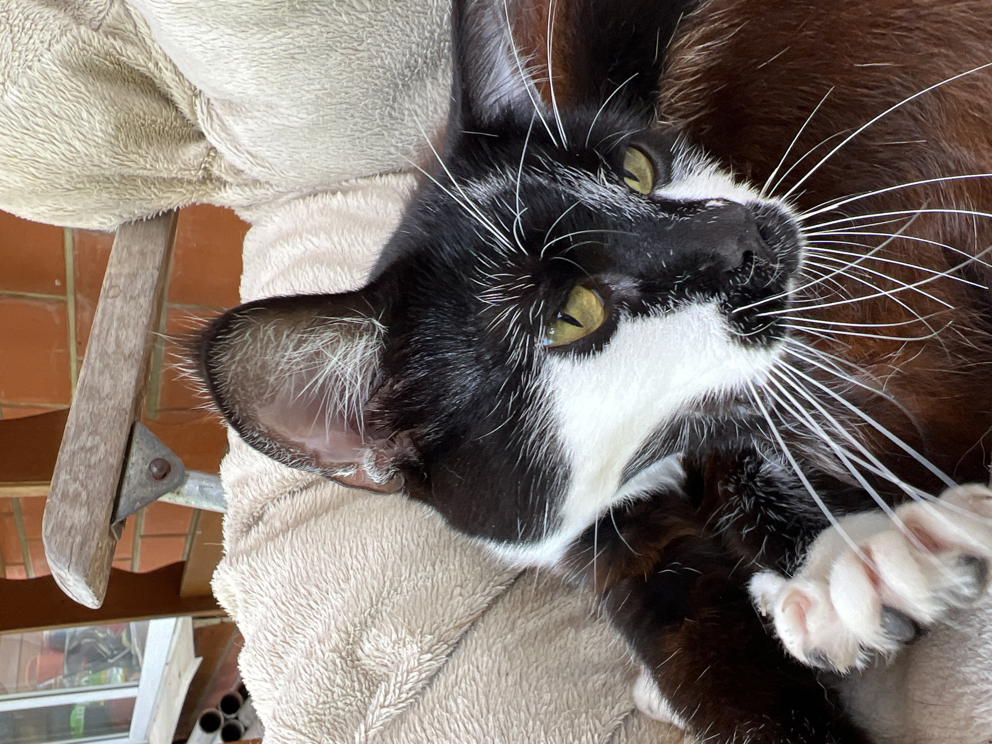 A cat is lying on a soft, beige, blanket-like surface, possibly a bed or a cat tree. The cat is black and white with yellow-green eyes and a prominent display of white whiskers. The cat's right paw is raised, showing its white pads and claws. The cat is indoors, with a partial view of a terracotta-tiled surface and a wooden frame visible in the background. The exact location in the city of Goryachiy Klyuch, Russia is not discernible from the image.