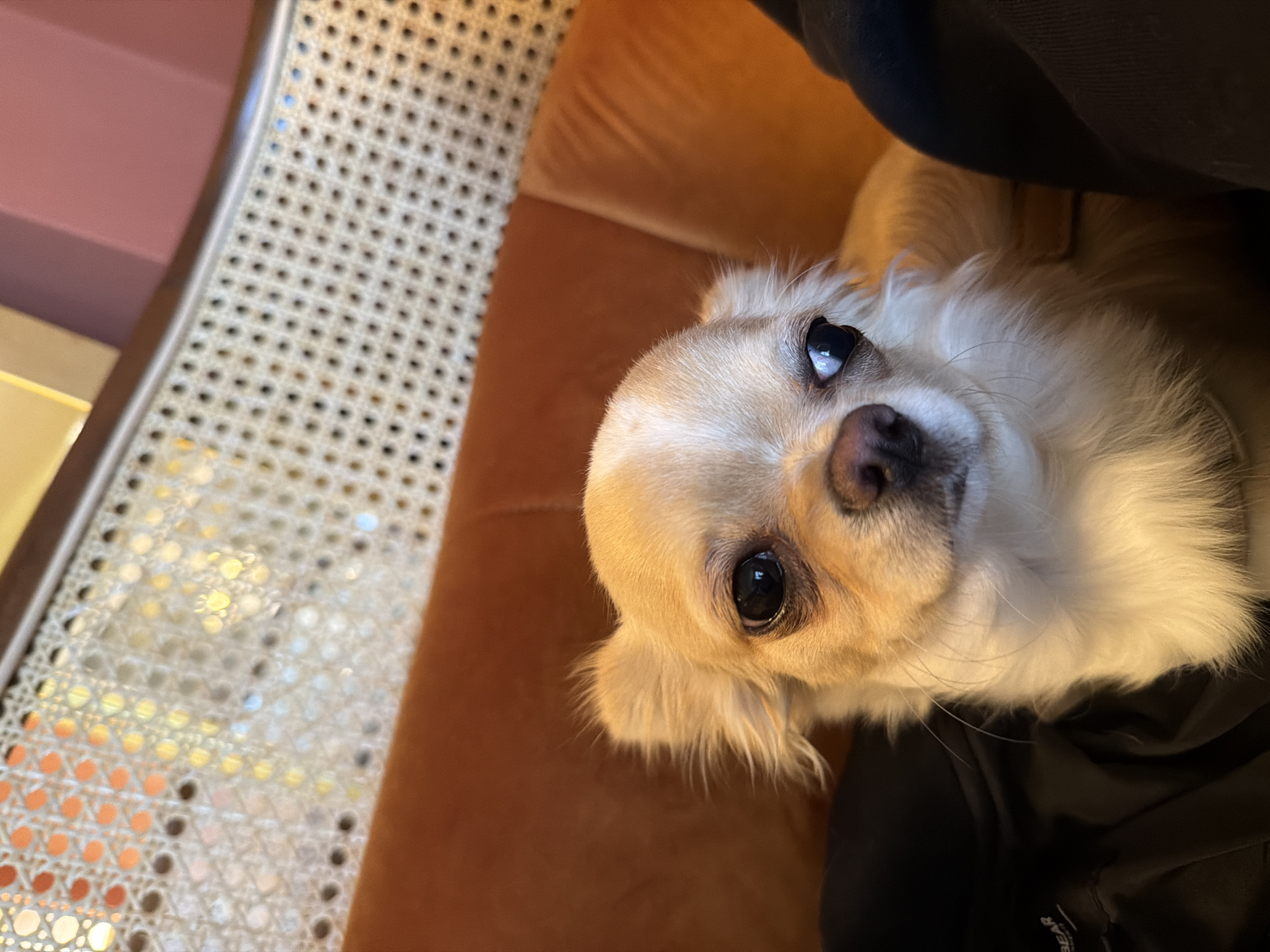 The image is a close-up, angled view of a long-haired Chihuahua dog resting on an orange cushion or seat, with the edge of a chair with a woven back visible to the left. The dog is tan and white, with large, dark eyes and a black nose. Part of a person wearing a dark colored top is in the upper right, possibly holding or sitting next to the dog. The location is not specified in the image, so it is impossible to determine if it is in Boreti, Montenegro or not.