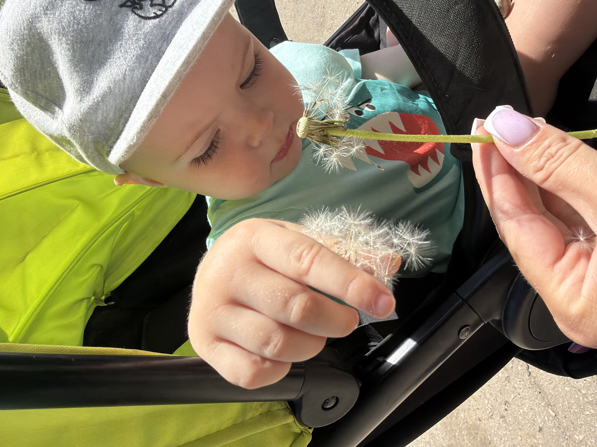 A young child wearing a gray hat and a light blue t-shirt with a shark design is holding a dandelion in their left hand and touching it with their lips. An adult's hand with light purple fingernails is holding the stem of the dandelion. The child is sitting in a stroller with a bright green interior and a black frame. The location cannot be determined to be Votkinsk, Russia from the visual information.