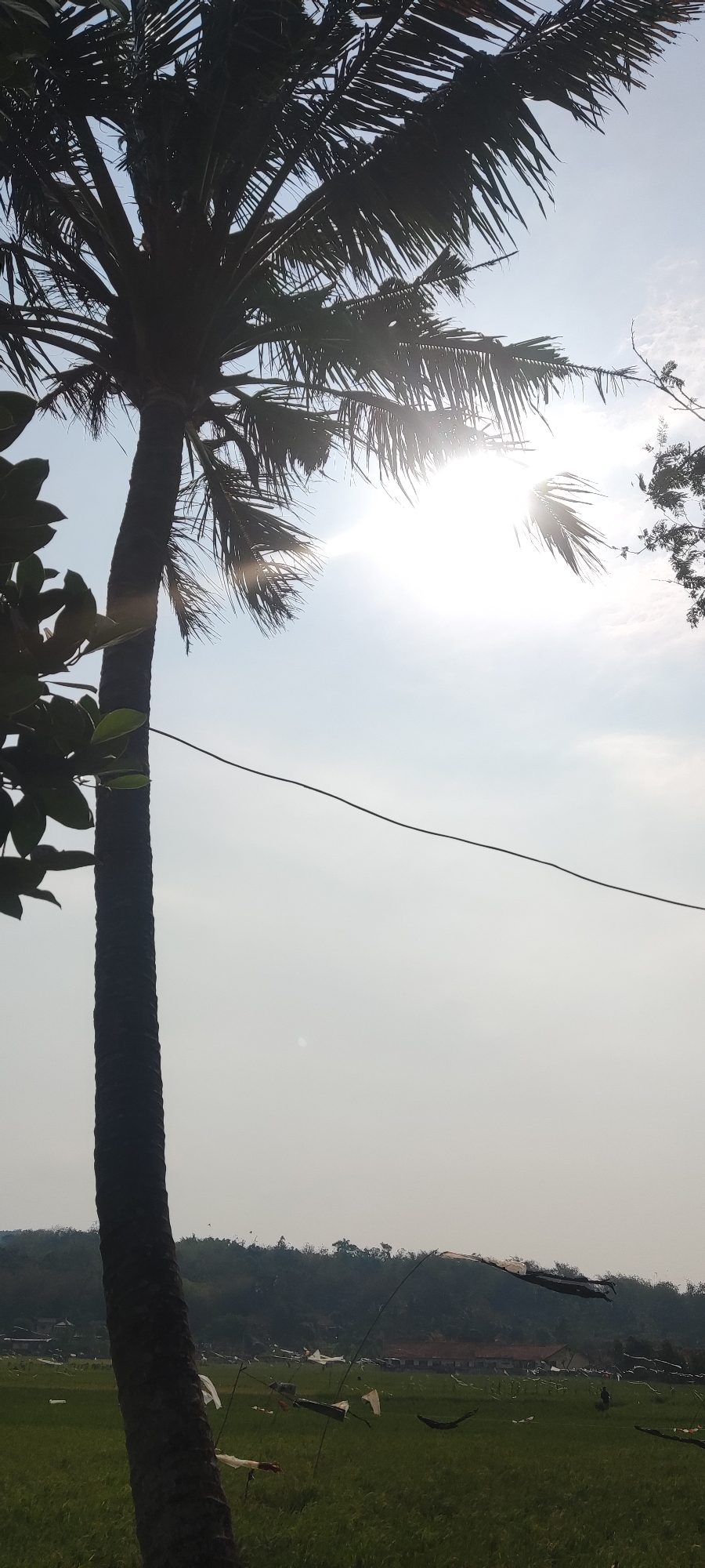 A vertical, low-angle shot shows a palm tree silhouetted against a bright sky, with the sun partially obscured by its fronds. The sky is hazy with a lens flare emanating from the sun. A dark wire stretches across the frame from left to right, above a green field. In the distance, a row of trees forms the horizon line, and beyond that, a small cluster of buildings is visible. The field is dotted with what appear to be kites or scarecrows, some white and some dark, attached to thin poles. The scene is likely outdoors, possibly in a rural area of Putat, Indonesia, given the presence of palm trees and a rice paddy-like field.