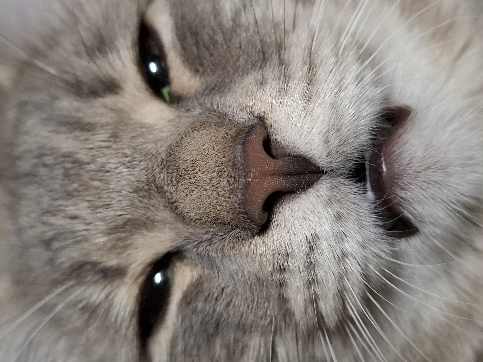 A close-up, upside-down view of a gray tabby cat's face. The cat has green eyes and a pink nose. Some teeth are visible. There is no indication of the location or presence of Novi Sad, Serbia.